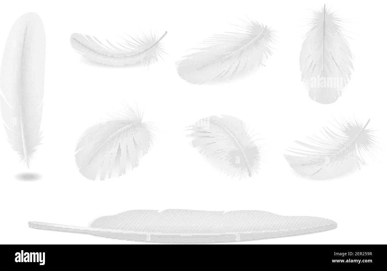 White clean bird feathers realistic set isolated Stock Vector Image