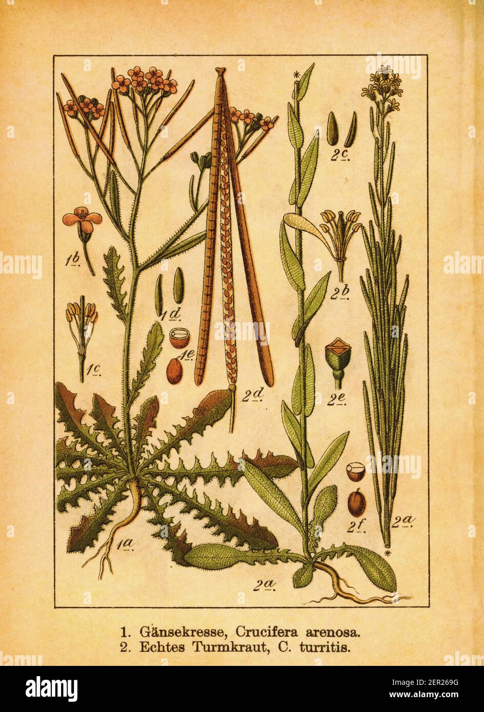 19th-century illustration of Arabidopsis arenosa and tower mustard. Engraving by Jacob Sturm (1771-1848) from the book Deutschlands Flora in Abbildung Stock Photo