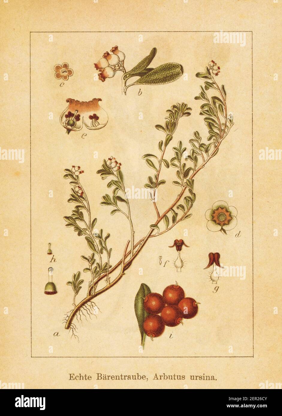 Antique illustration of an arbutus ursina. Engraved by Jacob Sturm (1771-1848) and published in the book Deutschlands Flora in Abbildungen nach der Na Stock Photo