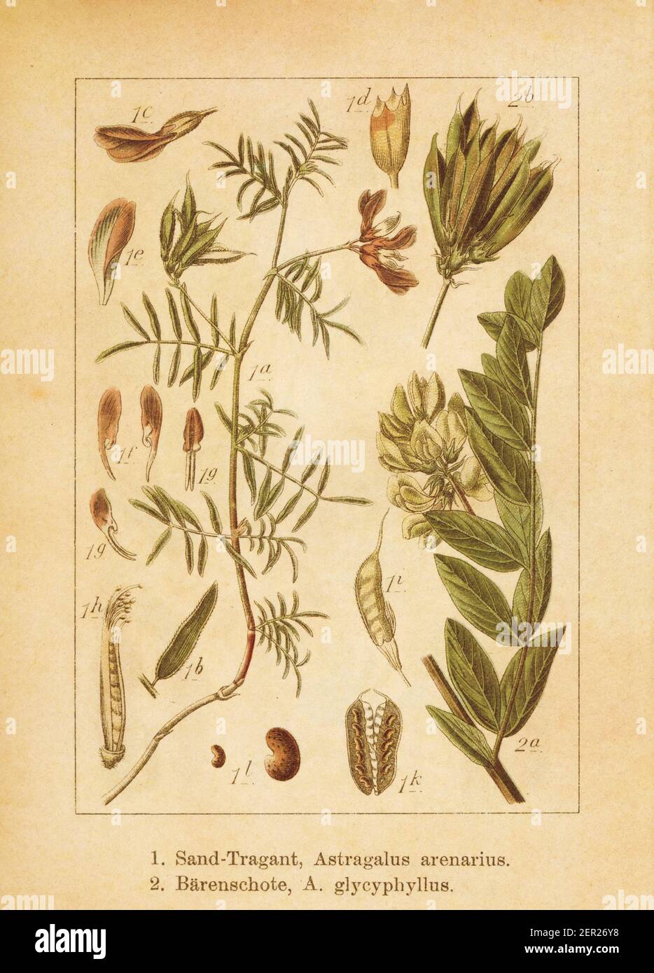 Antique illustration of an astragalus arenarius and astragalus glycyphyllos (also known as liquorice milkvetch, wild liquorice, wild licorice). Engrav Stock Photo