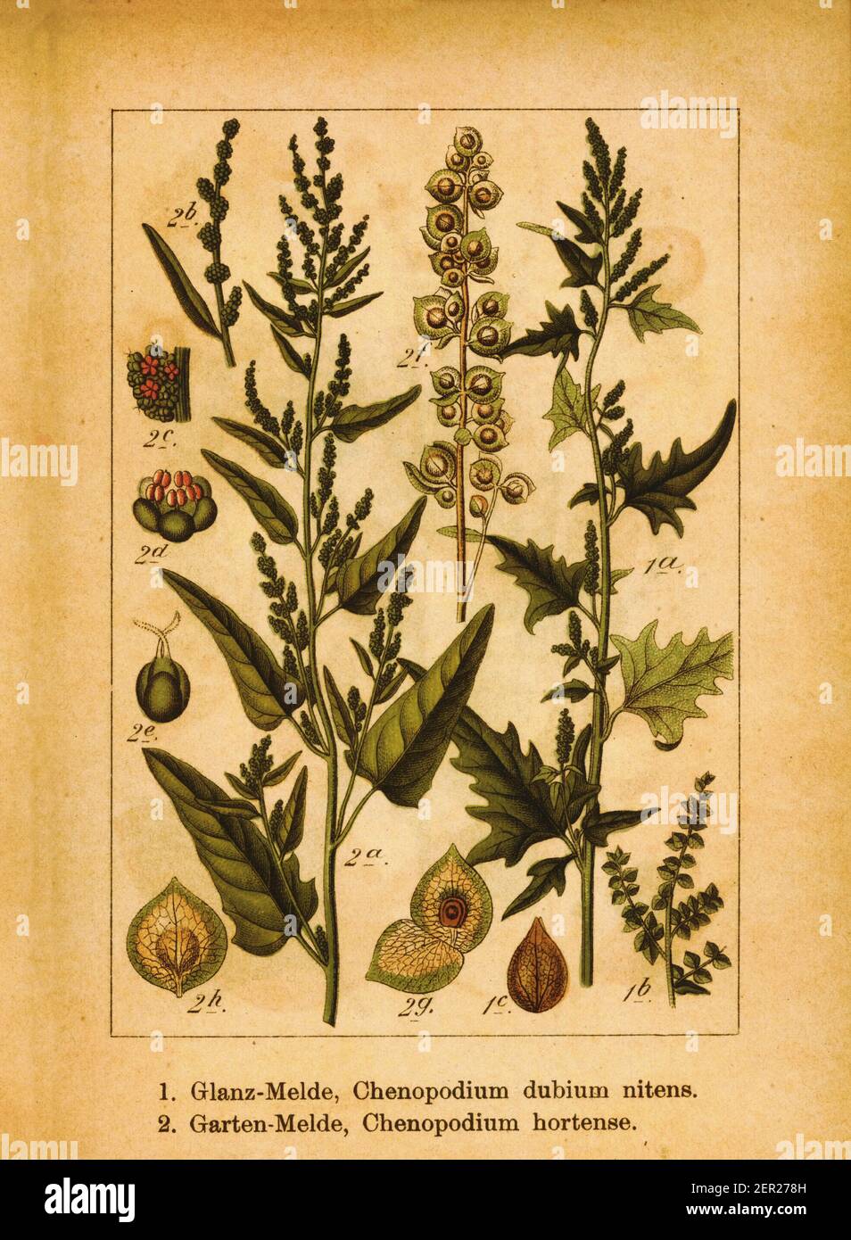 Antique illustration of Atriplex nitens and garden orache. Engraving by Jacob Sturm (1771-1848) from the book Deutschlands Flora in Abbildungen nach d Stock Photo
