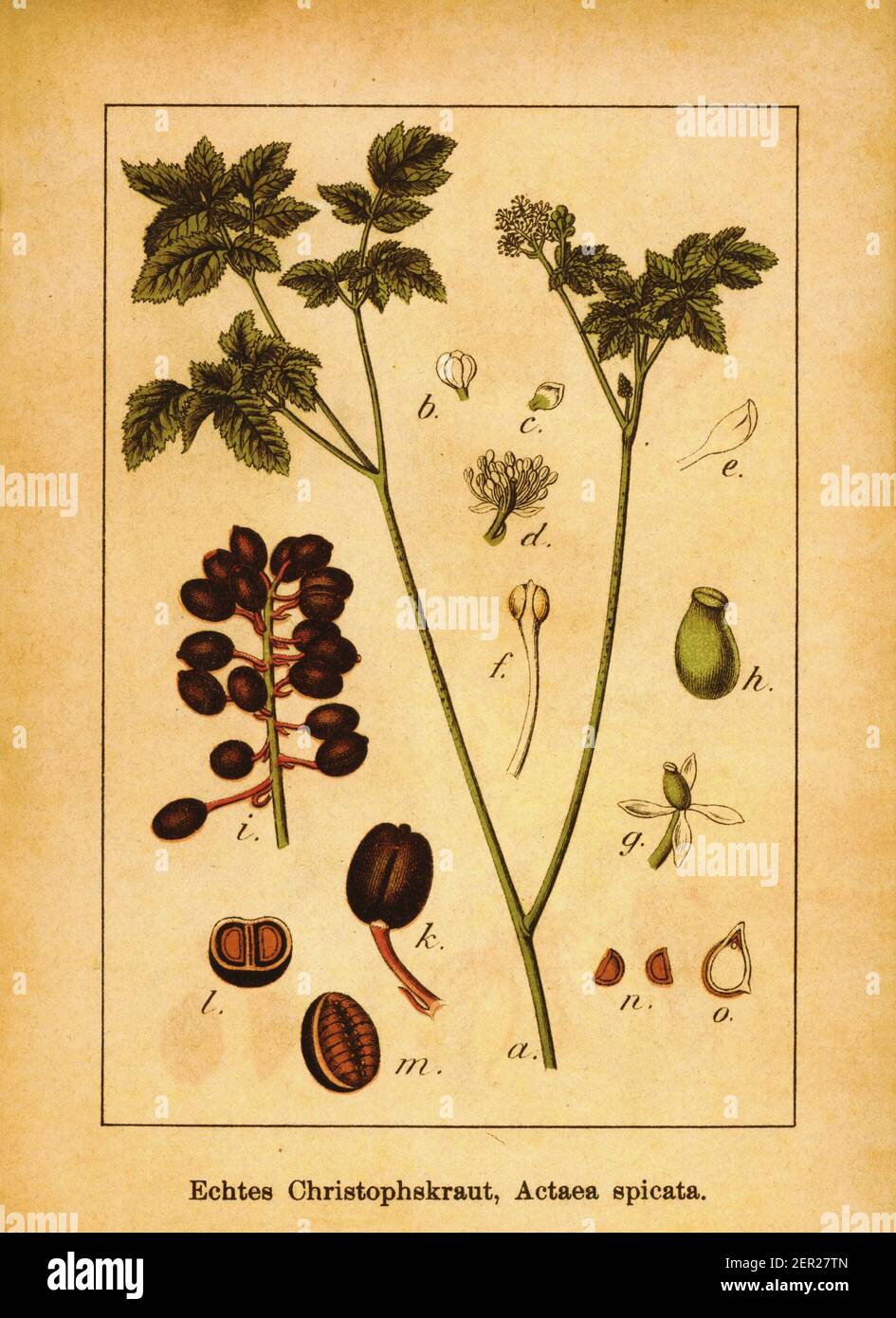 Antique illustration of baneberry. Engraving by Jacob Sturm (1771-1848) from the book Deutschlands Flora in Abbildungen nach der Natur mit Beschreibun Stock Photo
