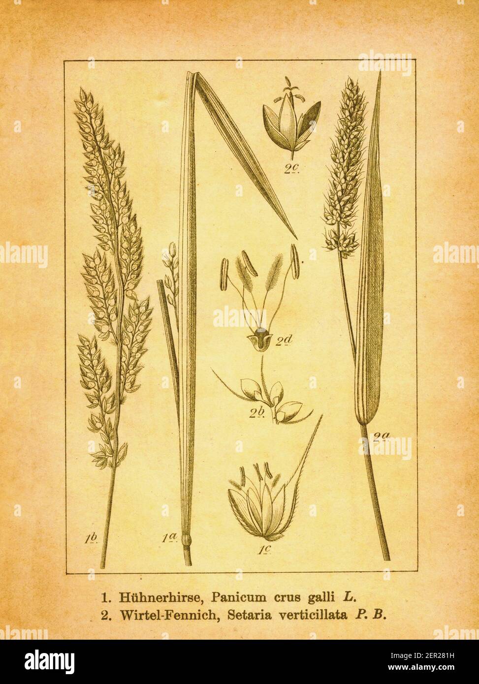 Antique 19th-century illustration of barnyard grass and hooked bristlegrass. Engraving by Jacob Sturm (1771-1848) from the book Deutschlands Flora in Stock Photo