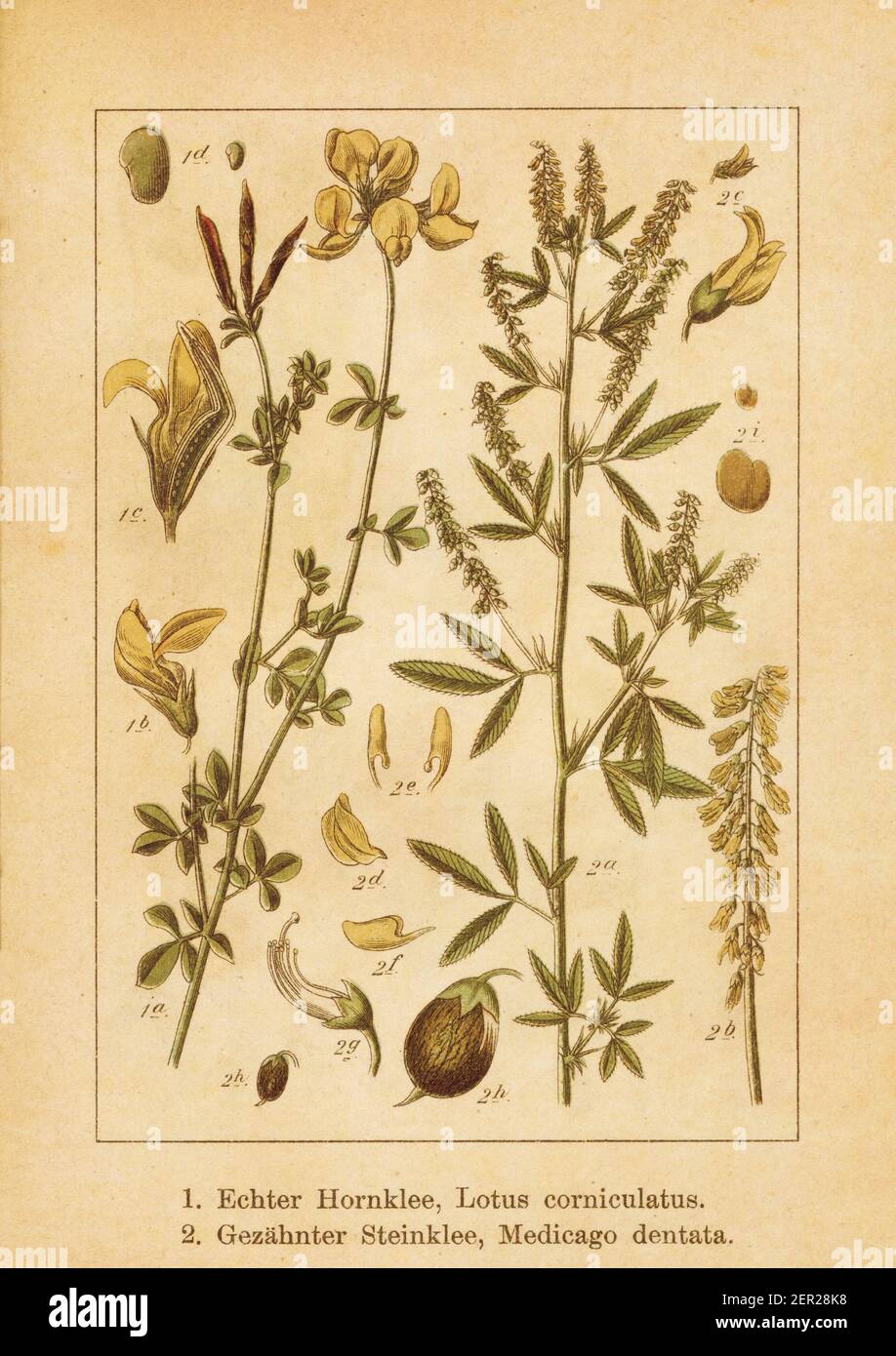 Antique illustration of a lotus corniculatus (also known as bird's-foot trefoil or birdfoot deervetch) and medicago dentata (also known as medick or b Stock Photo