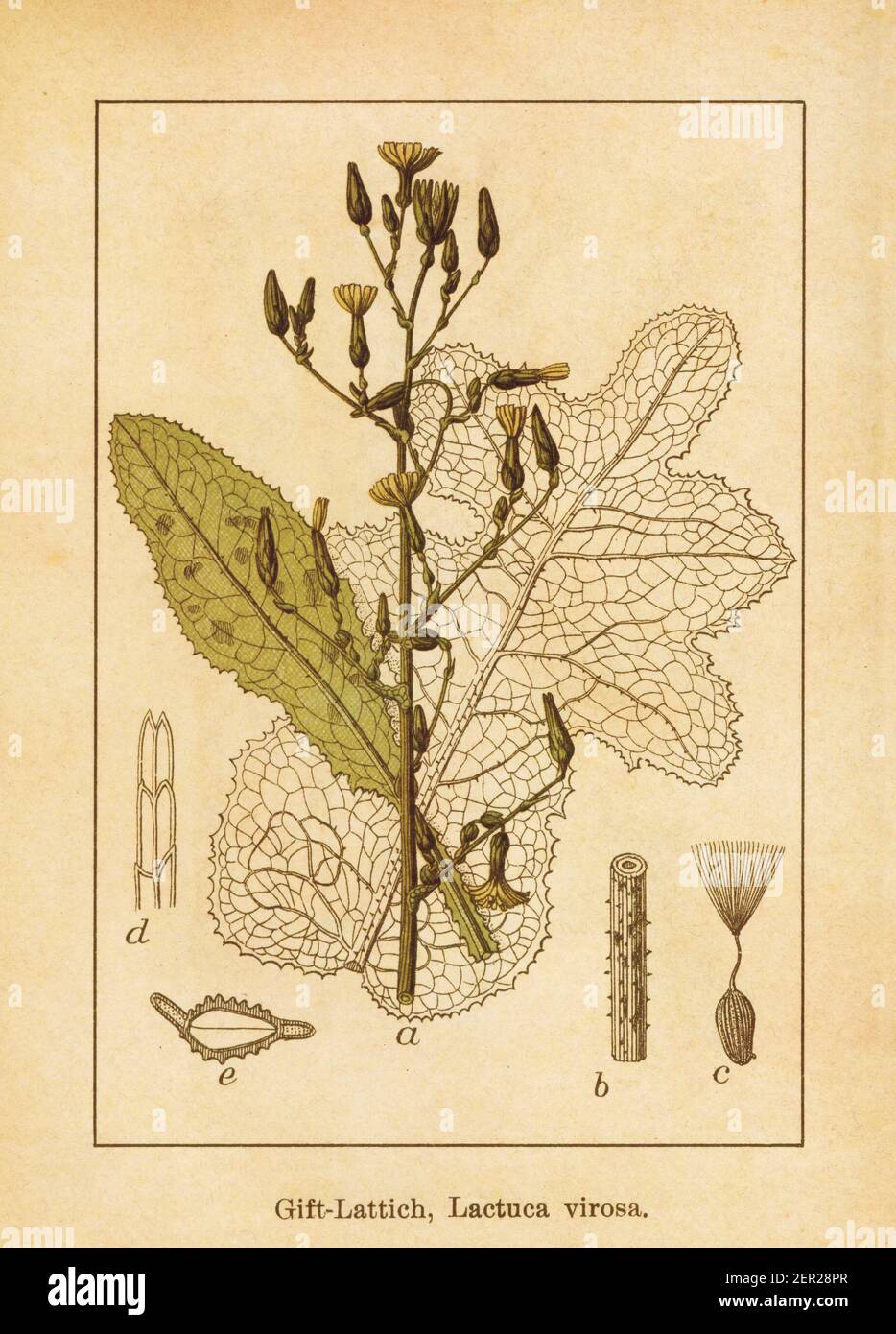 Antique illustration of a lactuca virosa, also known as bitter lettuce, wild lettuce, opium lettuce or poisonous lettuce. Engraved by Jacob Sturm (177 Stock Photo