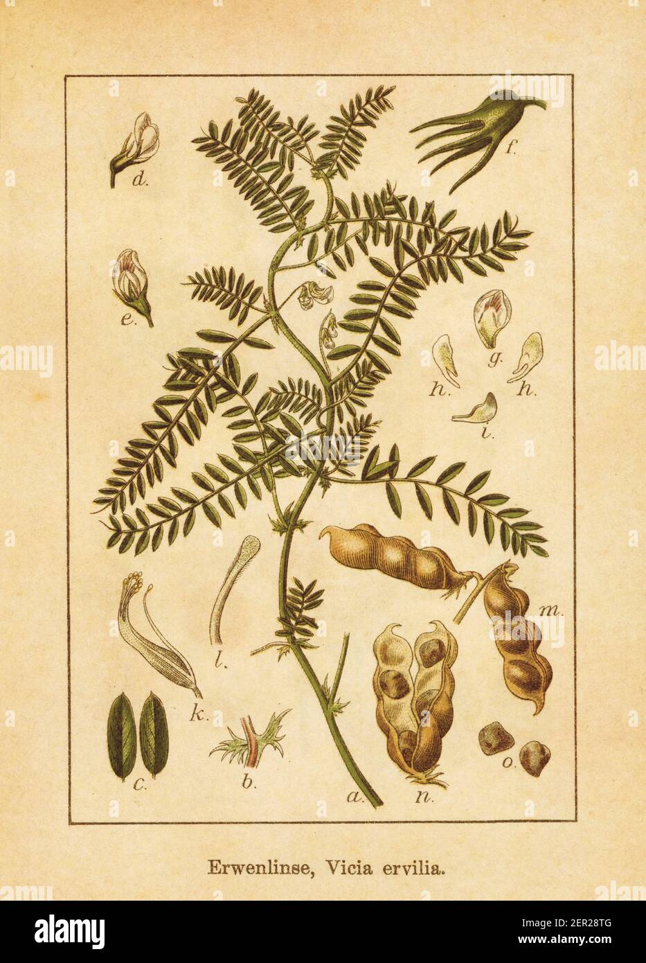Antique illustration of a vicia ervilia, also known as bitter vetch or blister vetch. Engraved by Jacob Sturm (1771-1848) and published in the book De Stock Photo