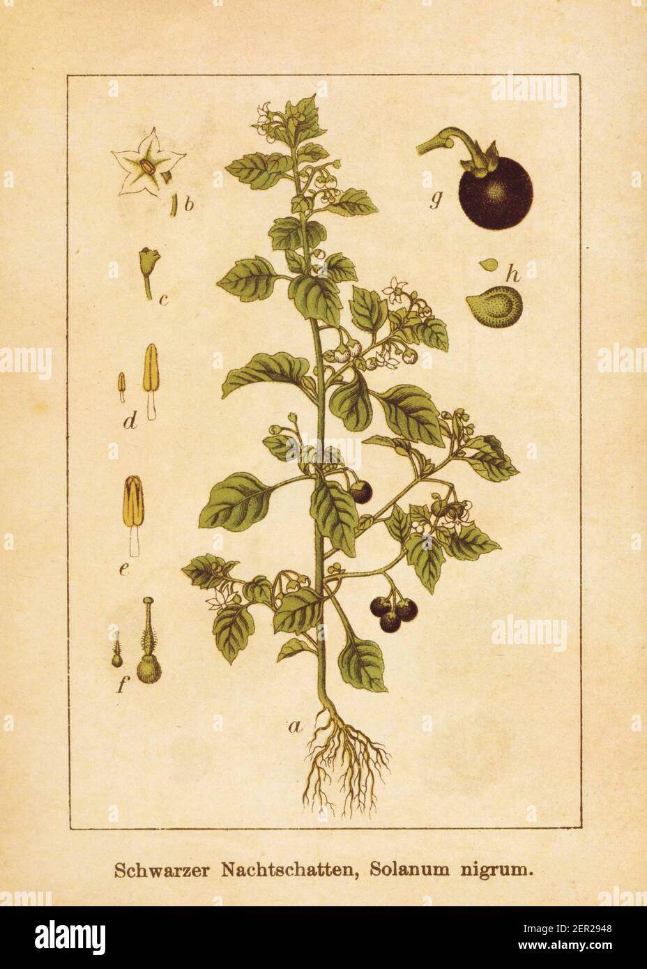 Antique illustration of a solanum nigrum, also known as black nightshade, European black nightshade, duscle, garden nightshade, hound's berry, petty m Stock Photo
