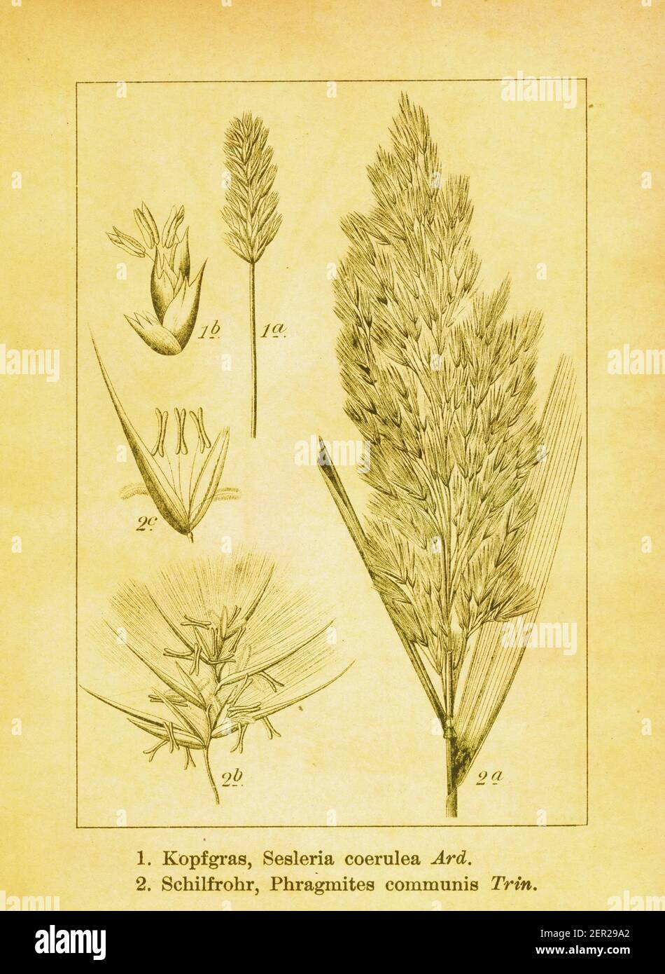 19th-century illustration of blue moor grass and common reed. Engraving by Jacob Sturm (1771-1848) from the book Deutschlands Flora in Abbildungen nac Stock Photo