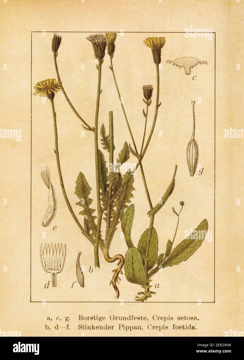 Antique illustration of a crepis setosa (also known as bristly hawksbeard) and crepis foetida (also known as stinking hawksbeard). Engraved by Jacob S Stock Photo