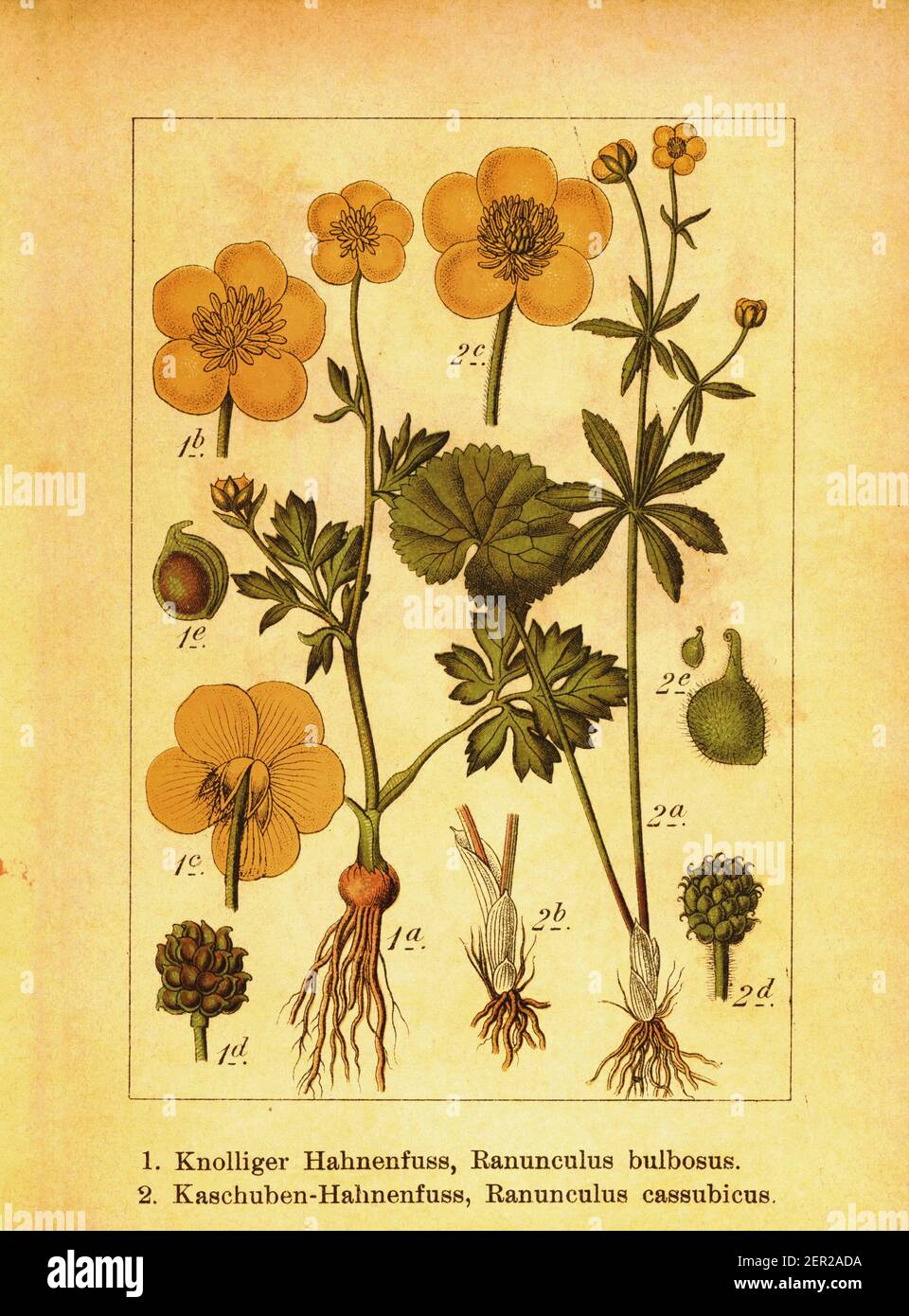 Antique 19th-century illustration of bulbous buttercup and Kashubian buttercup. Engraving by Jacob Sturm (1771-1848) from the book Deutschlands Flora Stock Photo