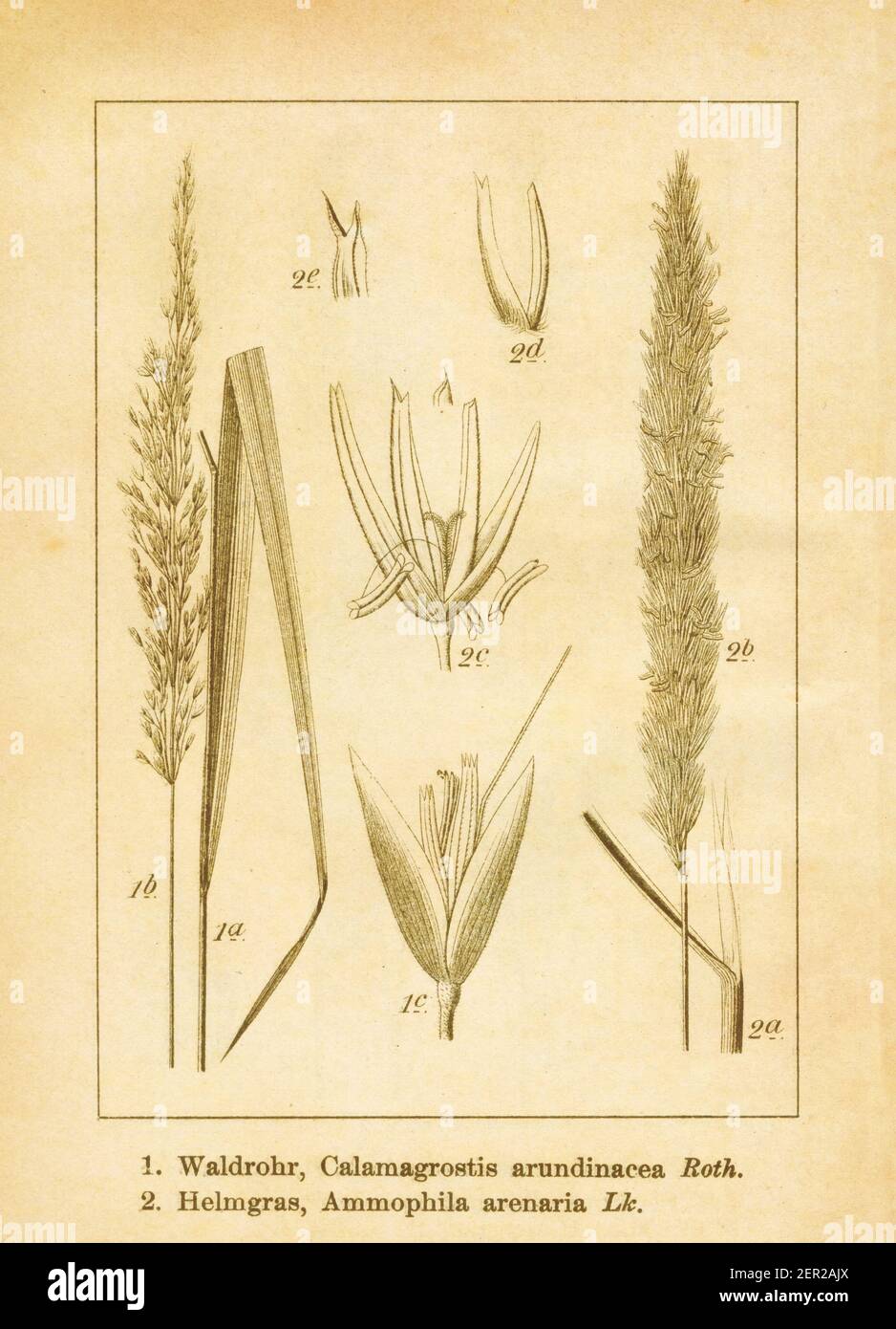 Antique illustration of a calamagrostis arundinacea and ammophila arenaria (also known as European marram grass or European beachgrass). Engraved by J Stock Photo