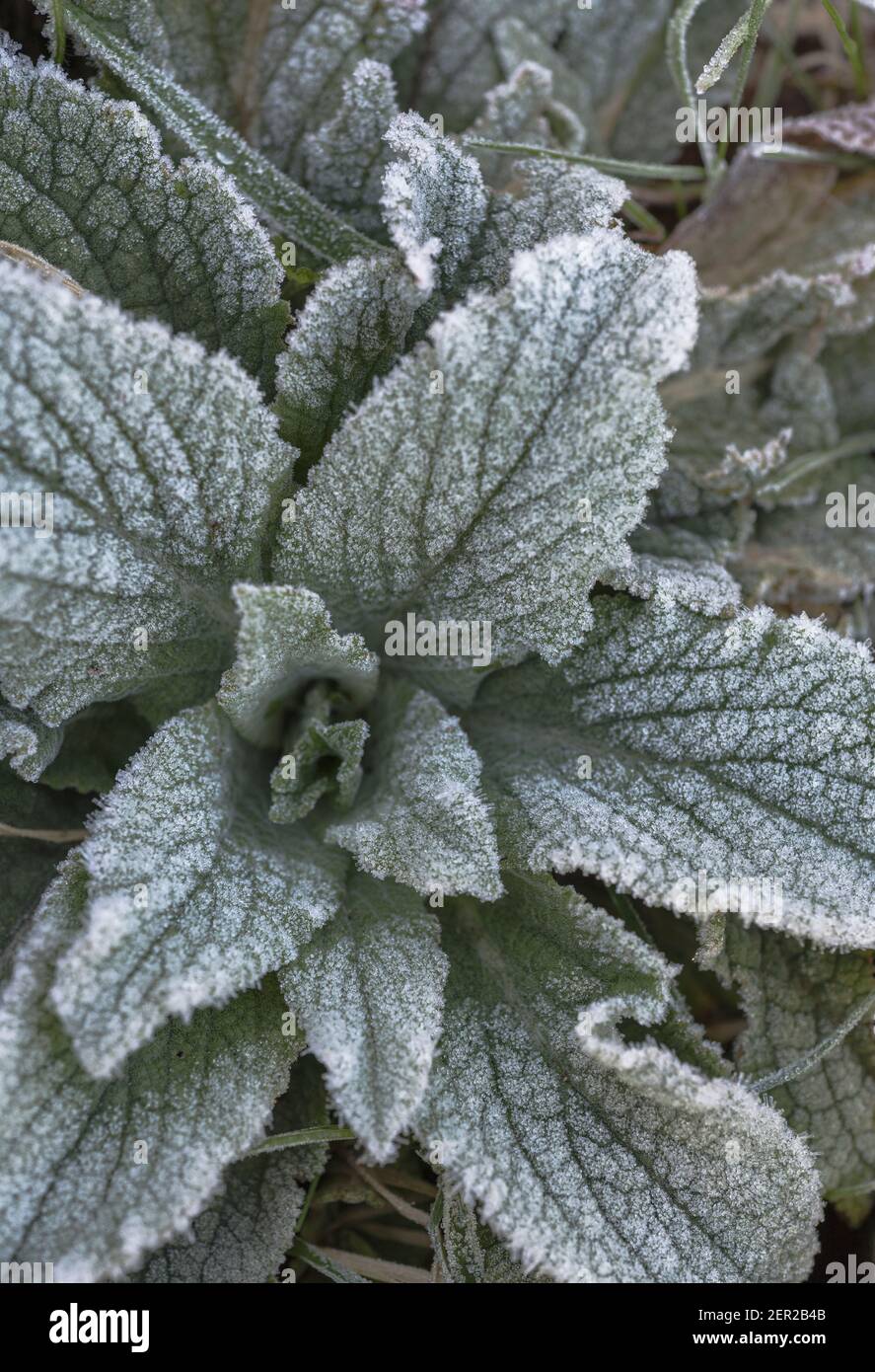 Close up Springtime frosted leaves of Purple Foxglove / Digitalis purpurea in hedgerow. Although deadly poisonous was used as a medicinal plant. Stock Photo