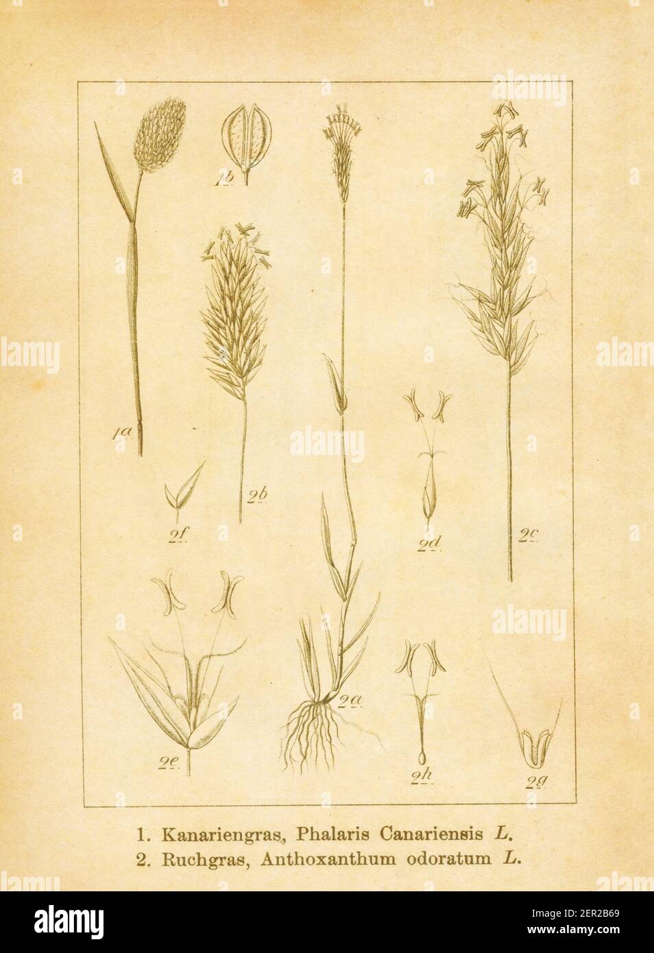 Antique illustration of a phalaris canariensis (also known as canary grass or annual canarygrass) and anthoxanthum odoratum (also known as sweet verna Stock Photo