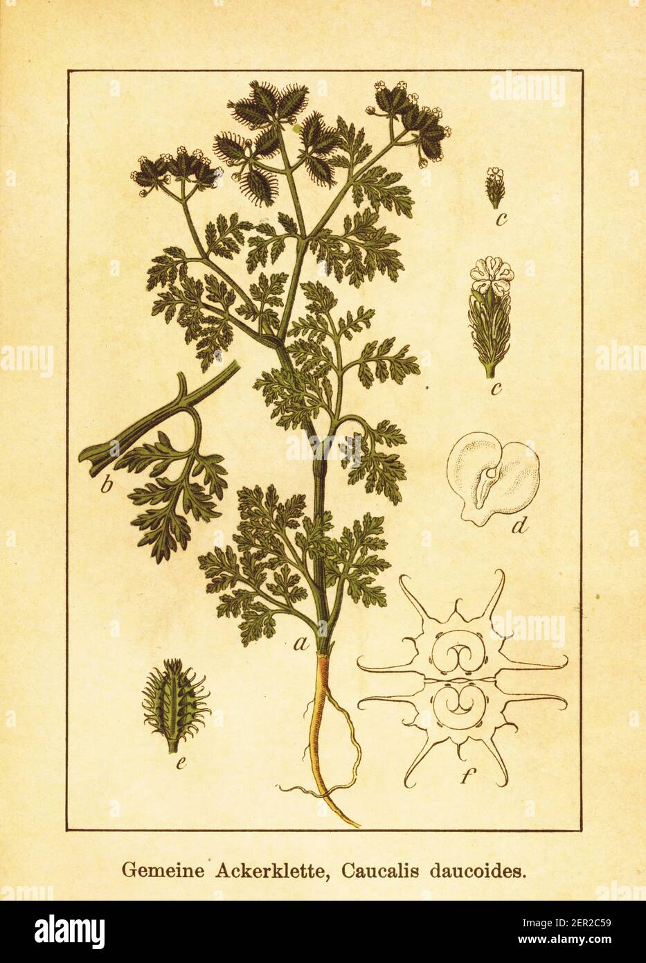 Antique 19th-century illustration of caucalis daucoides. Engraving by Jacob Sturm (1771-1848) from the book Deutschlands Flora in Abbildungen nach der Stock Photo