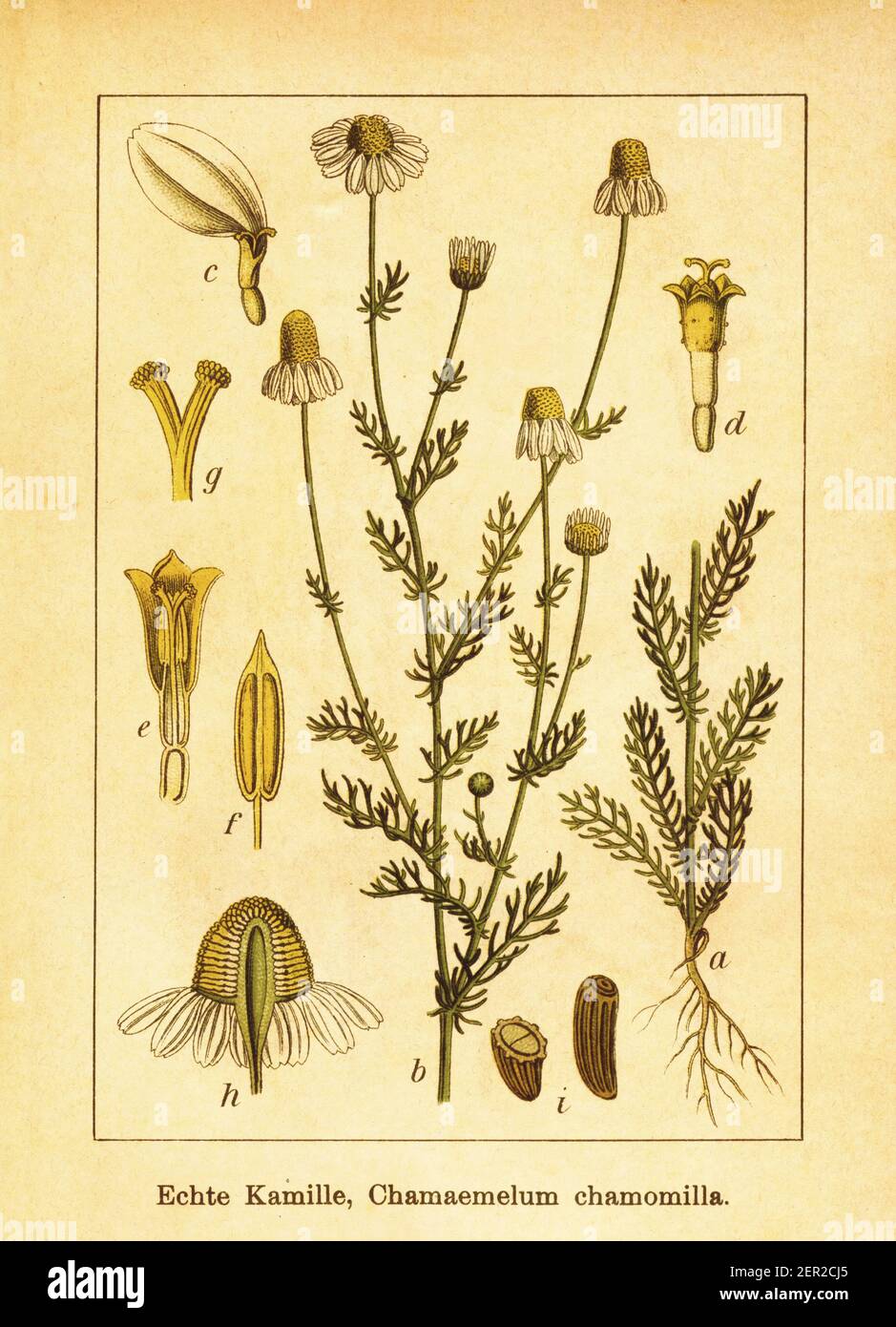 Antique illustration of Chamaemelum chamomilla. Engraving by Jacob Sturm (1771-1848) from the book Deutschlands Flora in Abbildungen nach der Natur mi Stock Photo
