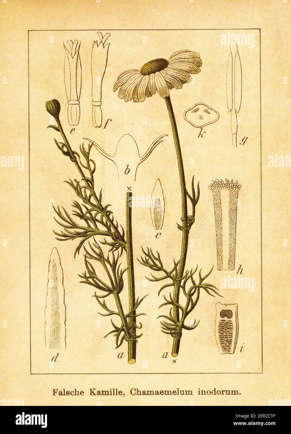 Antique engraving of Chamaemelum inodorum. Illustration by Jacob Sturm (1771-1848) from the book Deutschlands Flora in Abbildungen nach der Natur mit Stock Photo