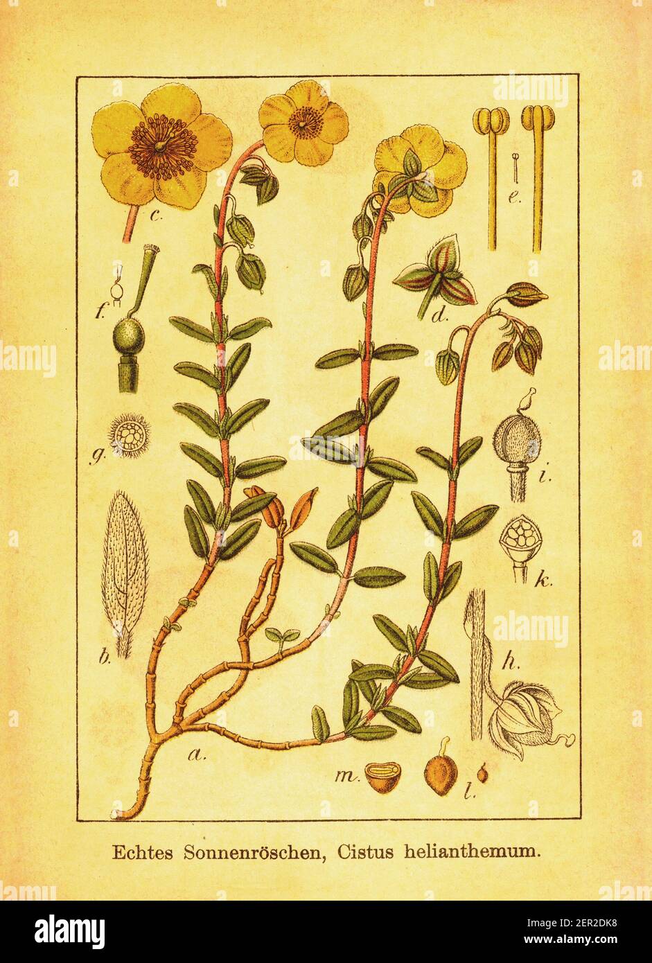 19th-century engraving of Cistus helianthemum. Illustration by Jacob Sturm (1771-1848) from the book Deutschlands Flora in Abbildungen nach der Natur Stock Photo