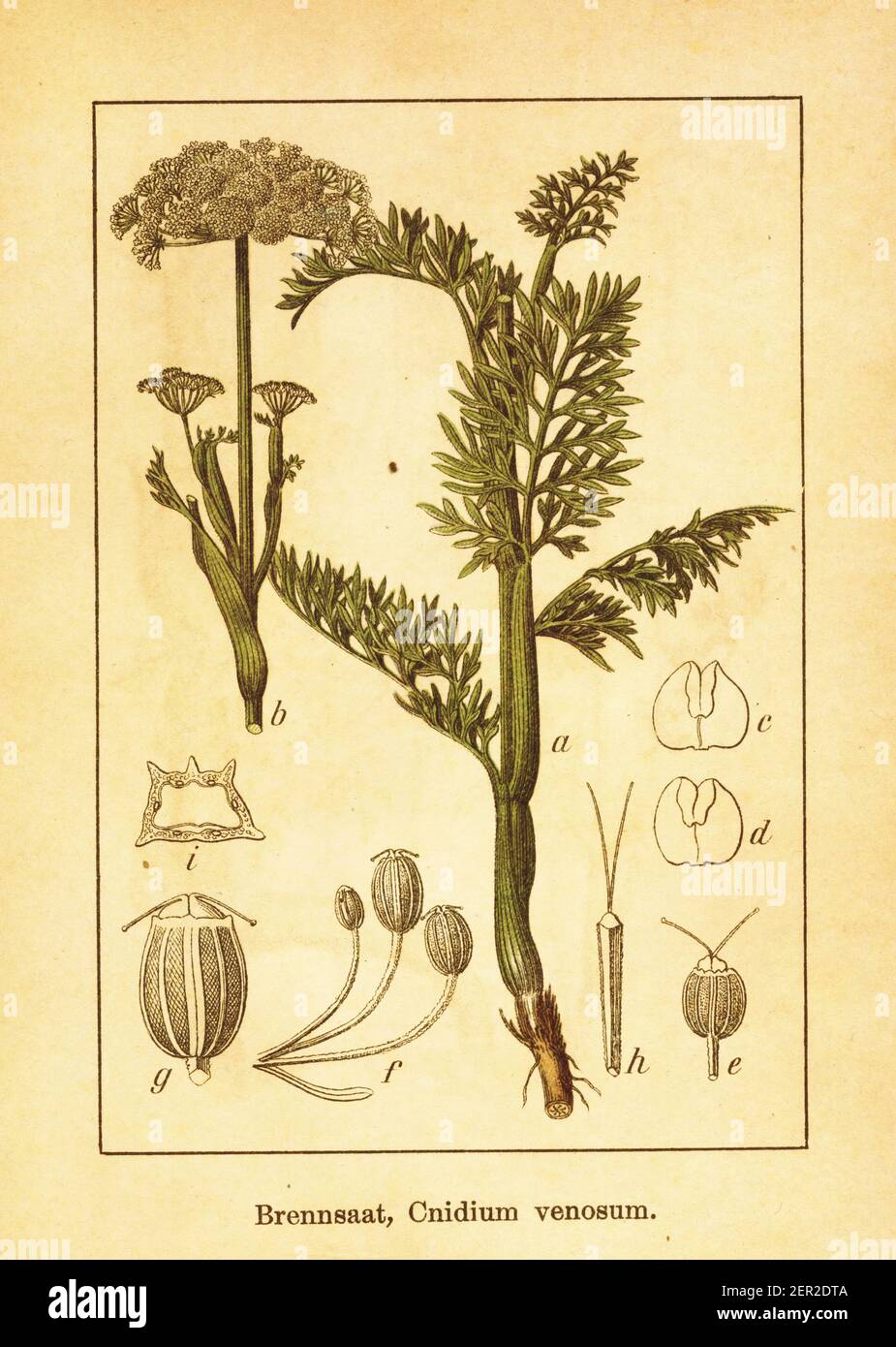 Antique engraving of cnidium venosum. Illustration by Jacob Sturm (1771-1848) from the book Deutschlands Flora in Abbildungen nach der Natur mit Besch Stock Photo