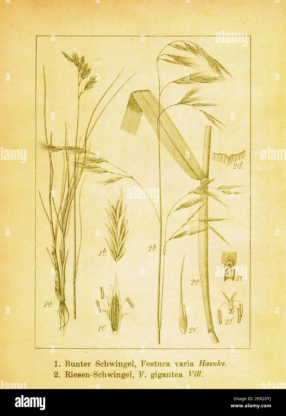 Antique 19th-century illustration of coloured fescue and giant fescue. Engraving by Jacob Sturm (1771-1848) from the book Deutschlands Flora in Abbild Stock Photo