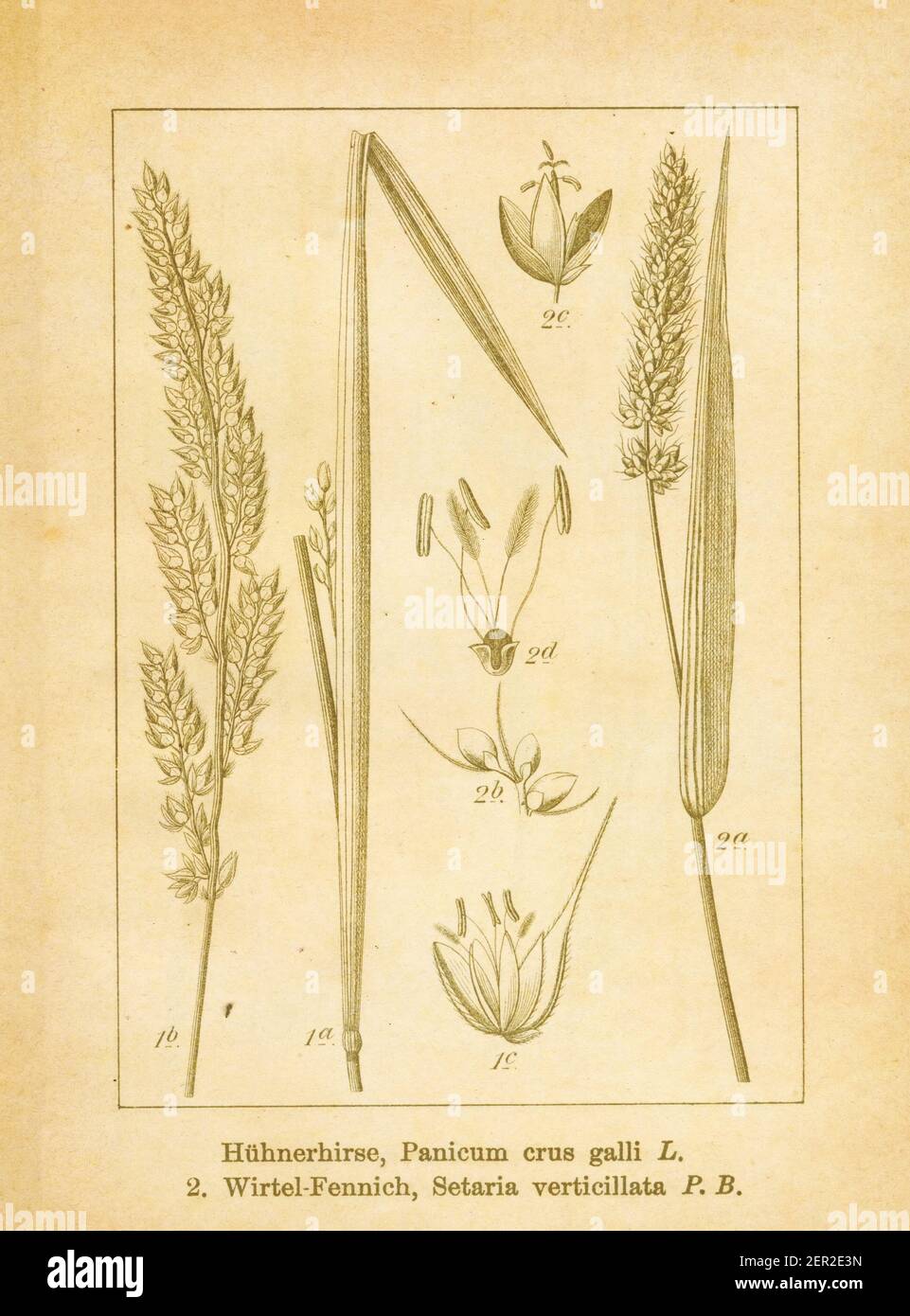 Antique illustration of an echinochloa crus-galli (also known as panicum crus-galli, common barnyard grass or cockspur grass) and setaria verticillata Stock Photo