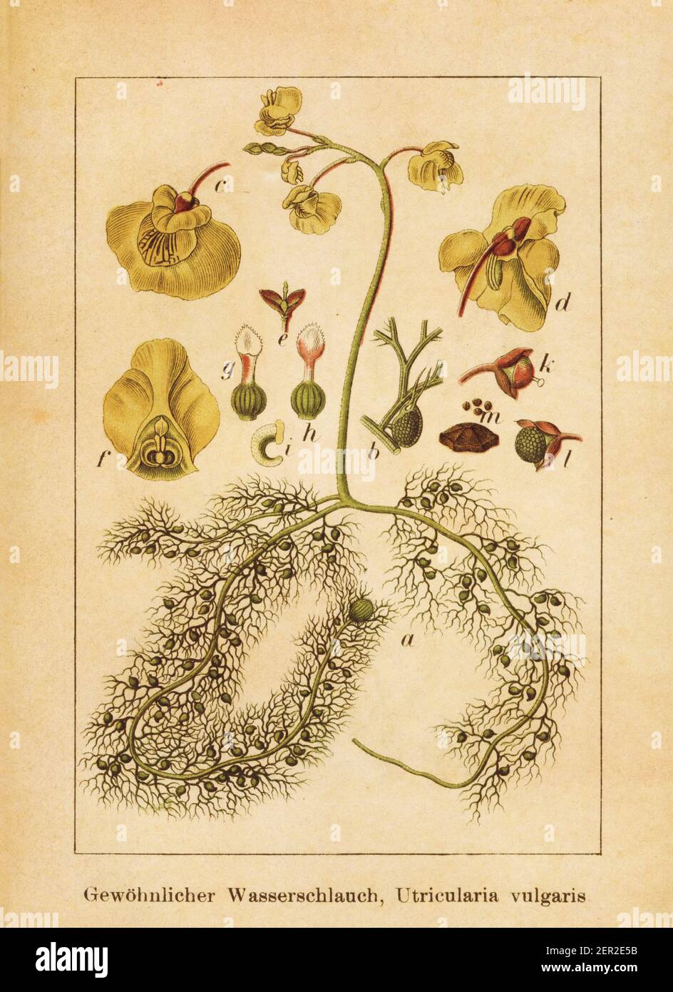 Antique illustration of an utricularia vulgaris, also known as common bladderwort. Engraved by Jacob Sturm (1771-1848) and published in the book Deuts Stock Photo