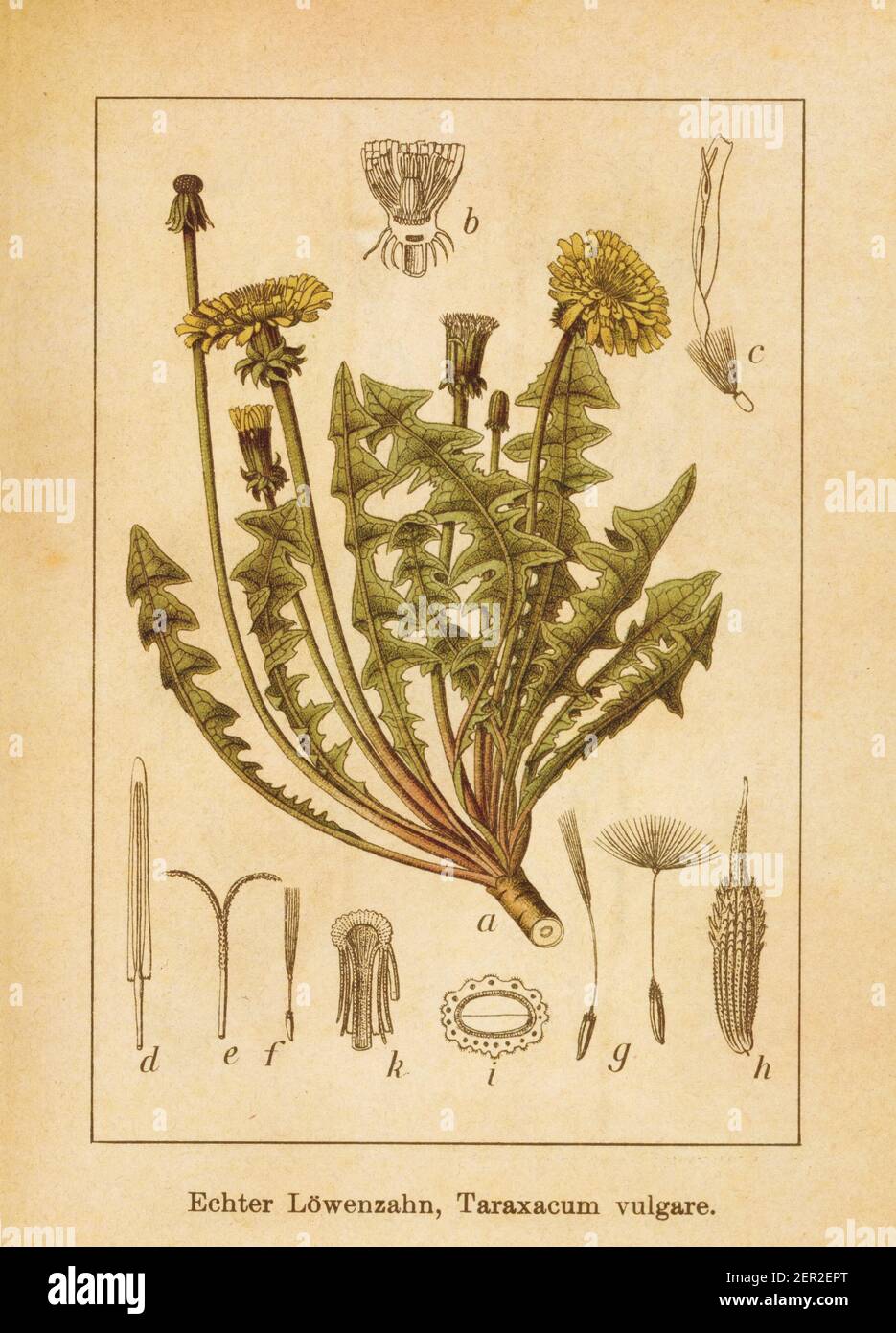 Antique illustration of a taraxacum officinale, also known as taraxacum vulgare or common dandelion. Engraved by Jacob Sturm (1771-1848) and published Stock Photo