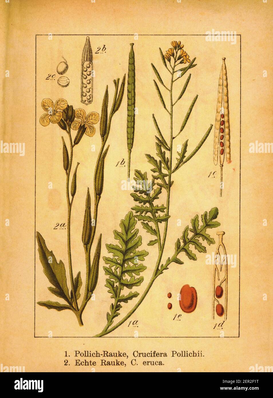 19th-century engraving of common dogmustard and rocket. Illustration by Jacob Sturm (1771-1848) from the book Deutschlands Flora in Abbildungen nach d Stock Photo
