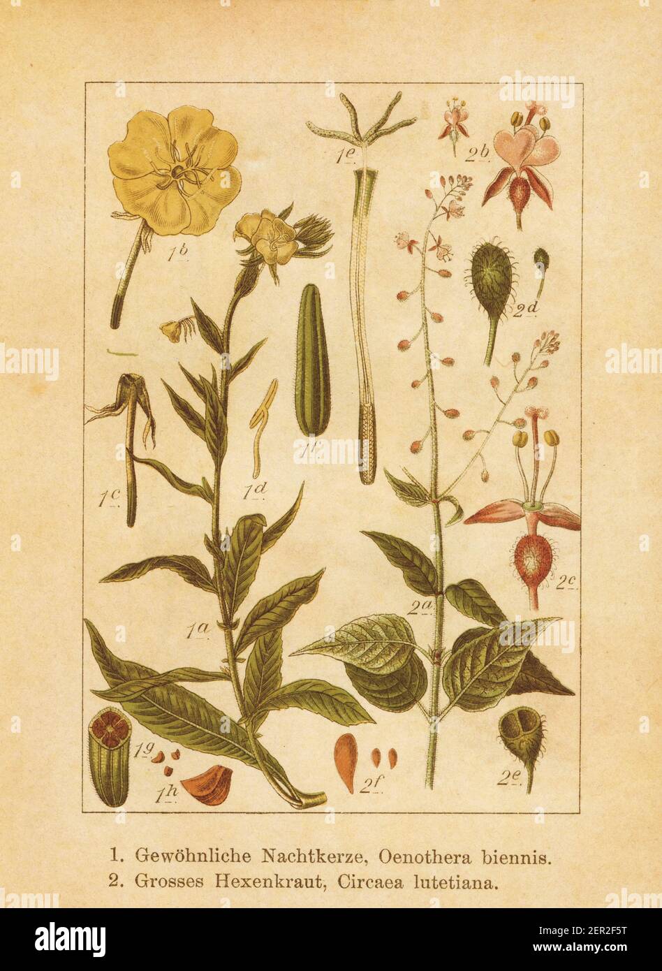 Antique illustration of an oenothera biennis (also known as common evening primrose or evening star) and circaea lutetiana (also known as enchanter's Stock Photo