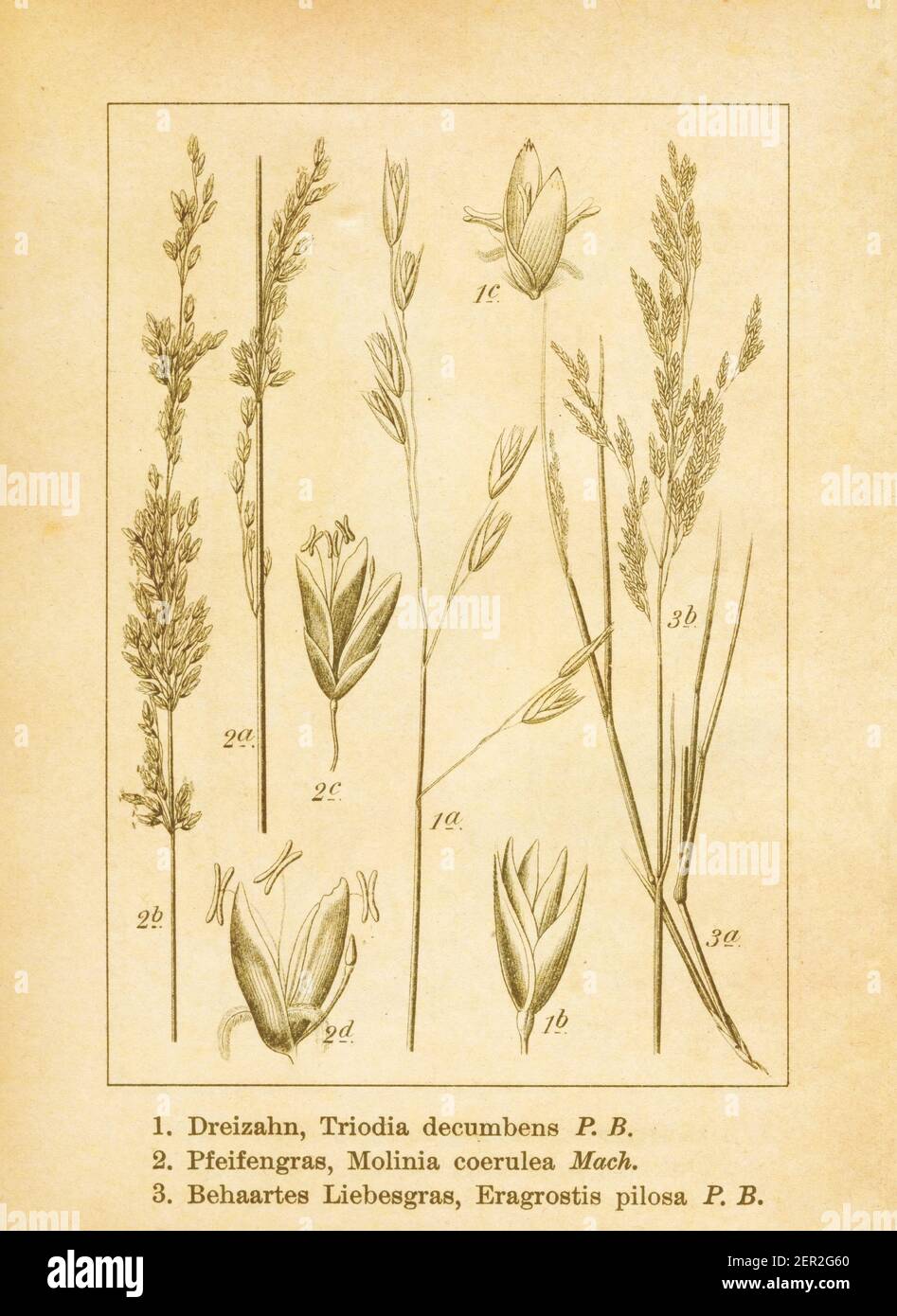 Antique illustration of a danthonia decumbens (also known as triodia decumbens or common heath grass), molinia caerulea (also known as purple moor gra Stock Photo