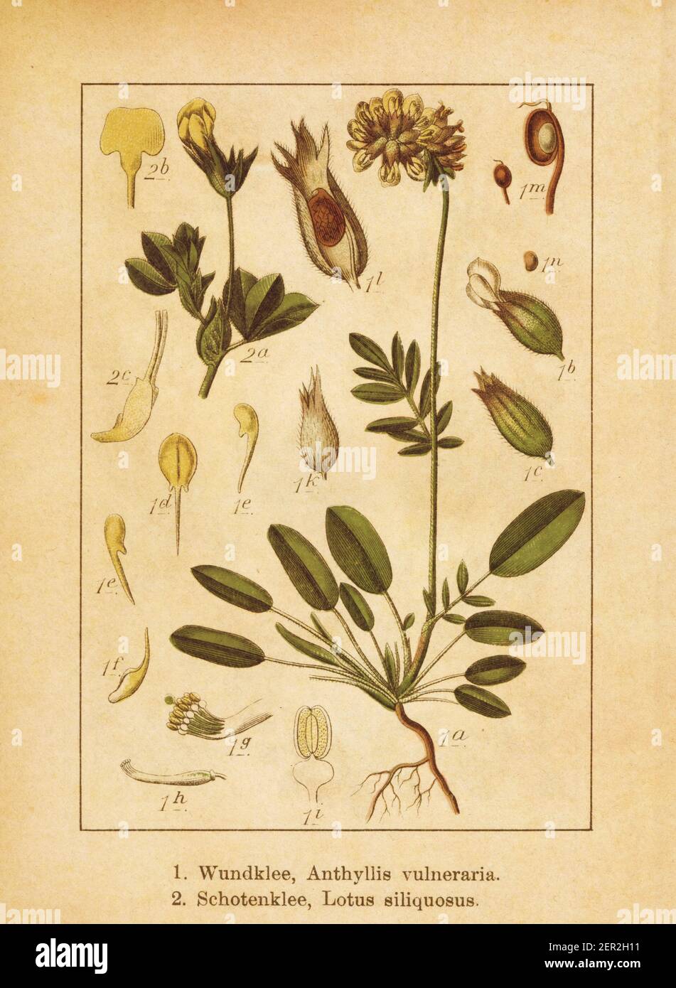Antique illustration of an anthyllis vulneraria (also known as common kidneyvetch or kidney vetch) and lotus siliquosus (also known as lotus maritimus Stock Photo