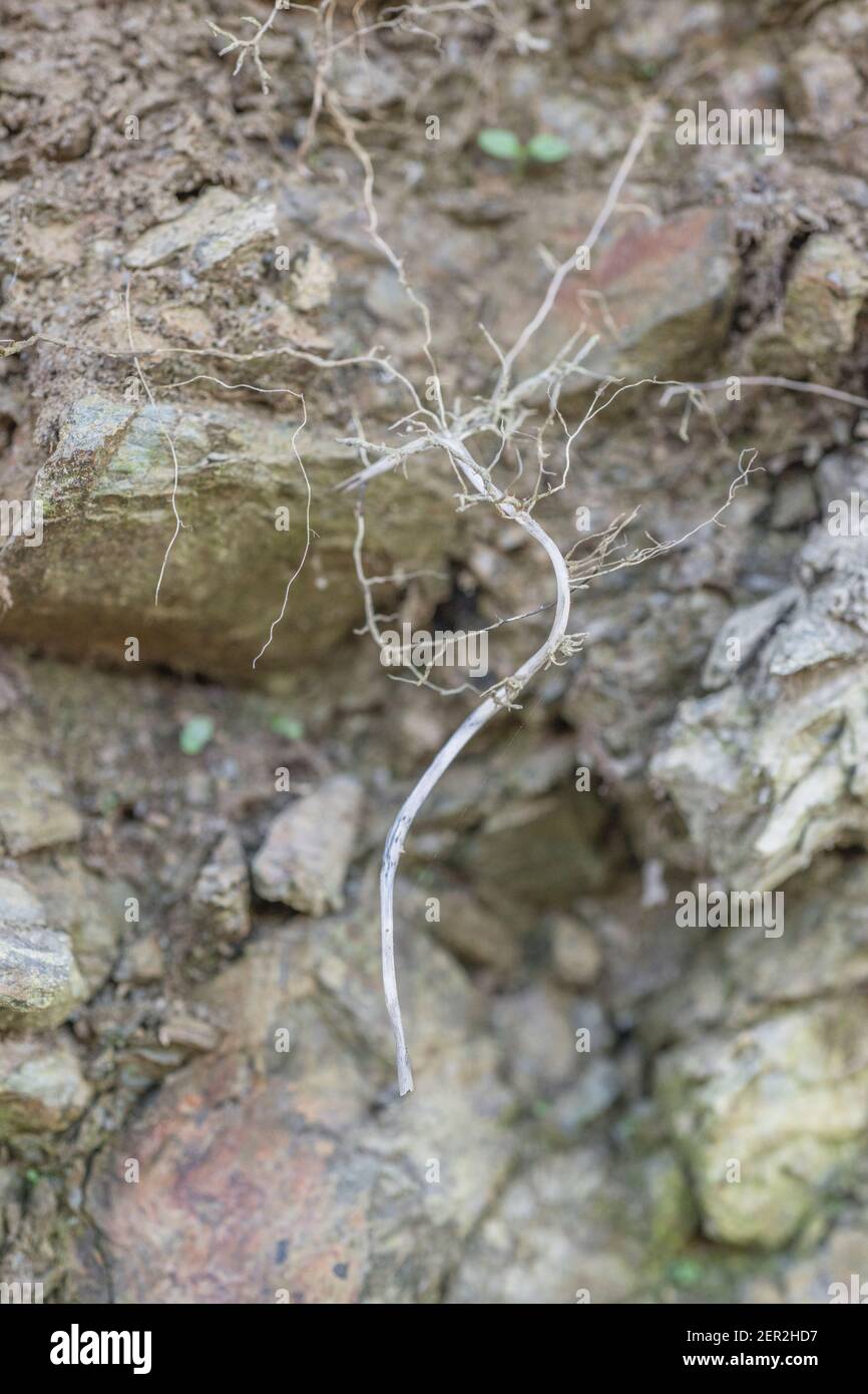 Fine exposed fibrous roots of a small plant hanging out of a rocky