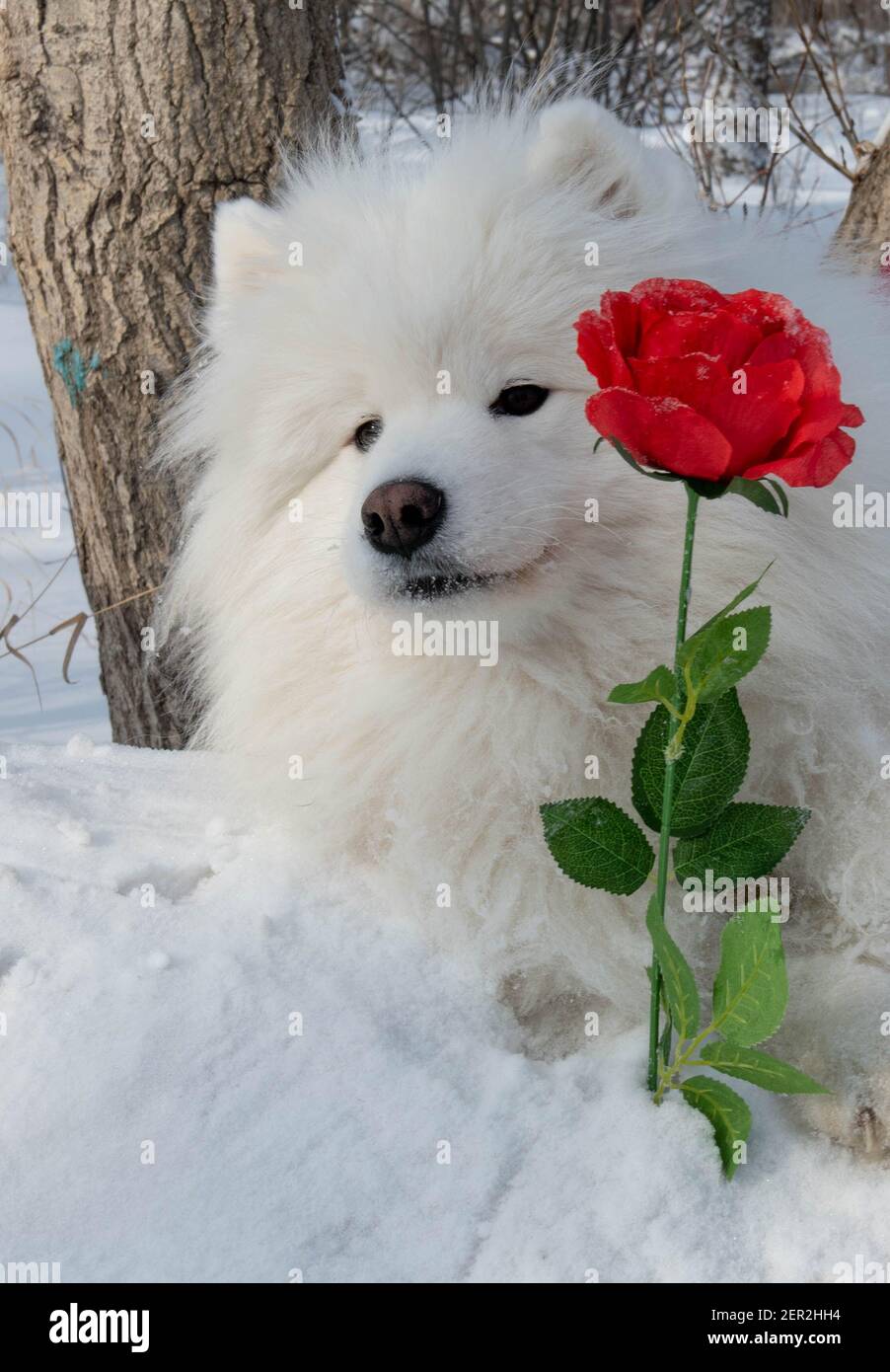 White dog with red rose for International Women's Day Stock Photo