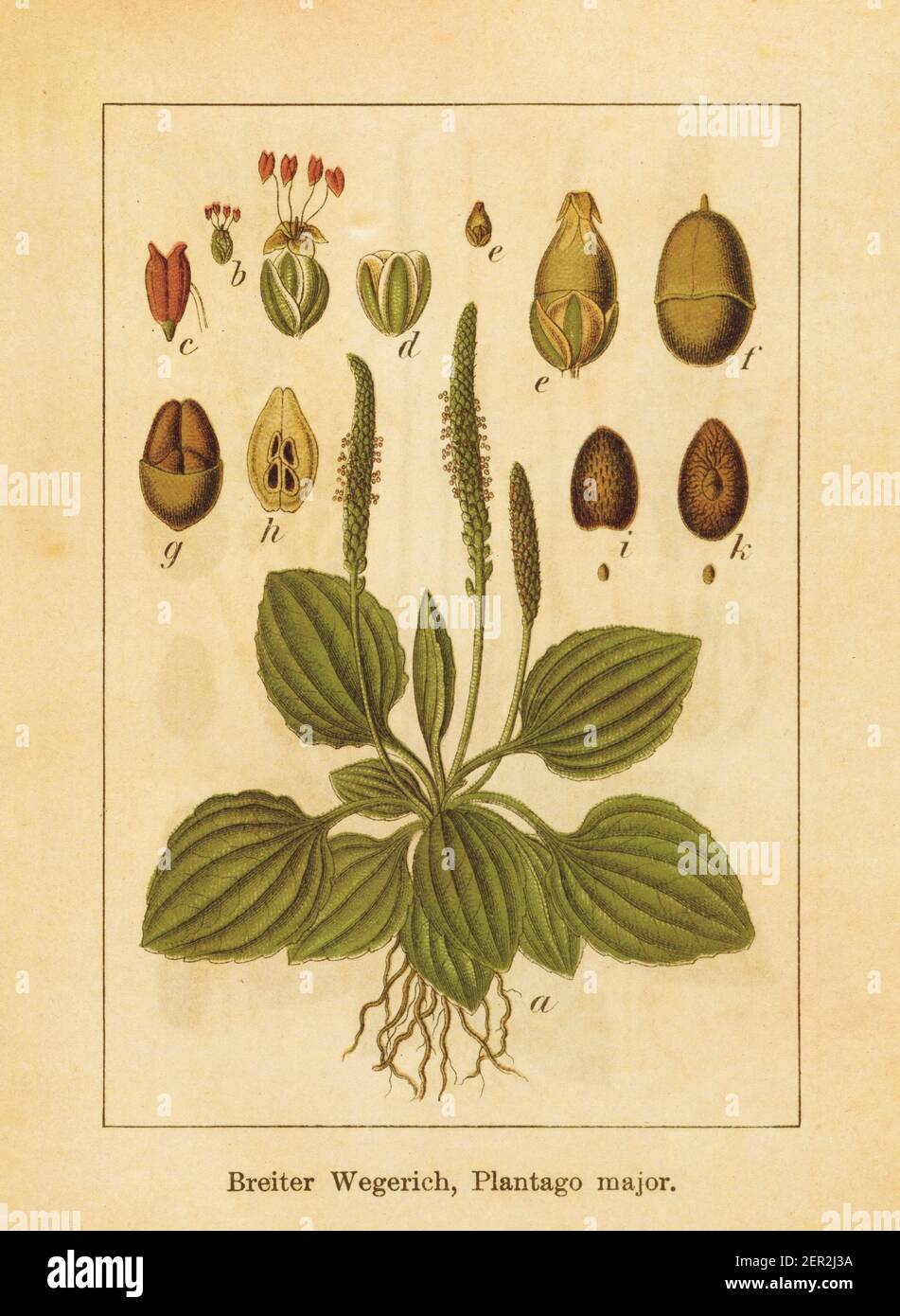 Antique illustration of a plantago major, also known as common plantain or greater plantain. Engraved by Jacob Sturm (1771-1848) and published in the Stock Photo