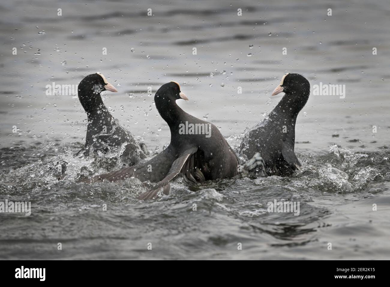 Three coots having a bit of a fight Stock Photo