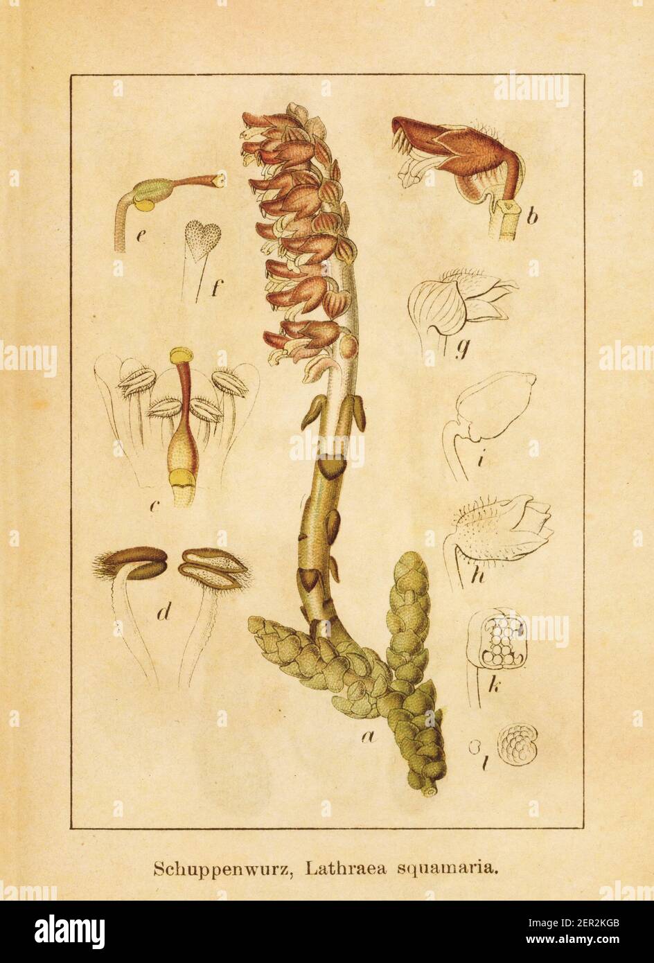 Antique illustration of a lathraea squamaria, also known as common toothwort. Engraved by Jacob Sturm (1771-1848) and published in the book Deutschlan Stock Photo