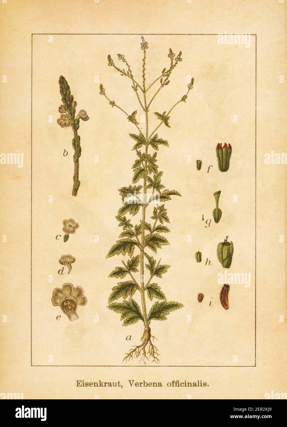 Antique illustration of a verbena officinalis, also known as common ...