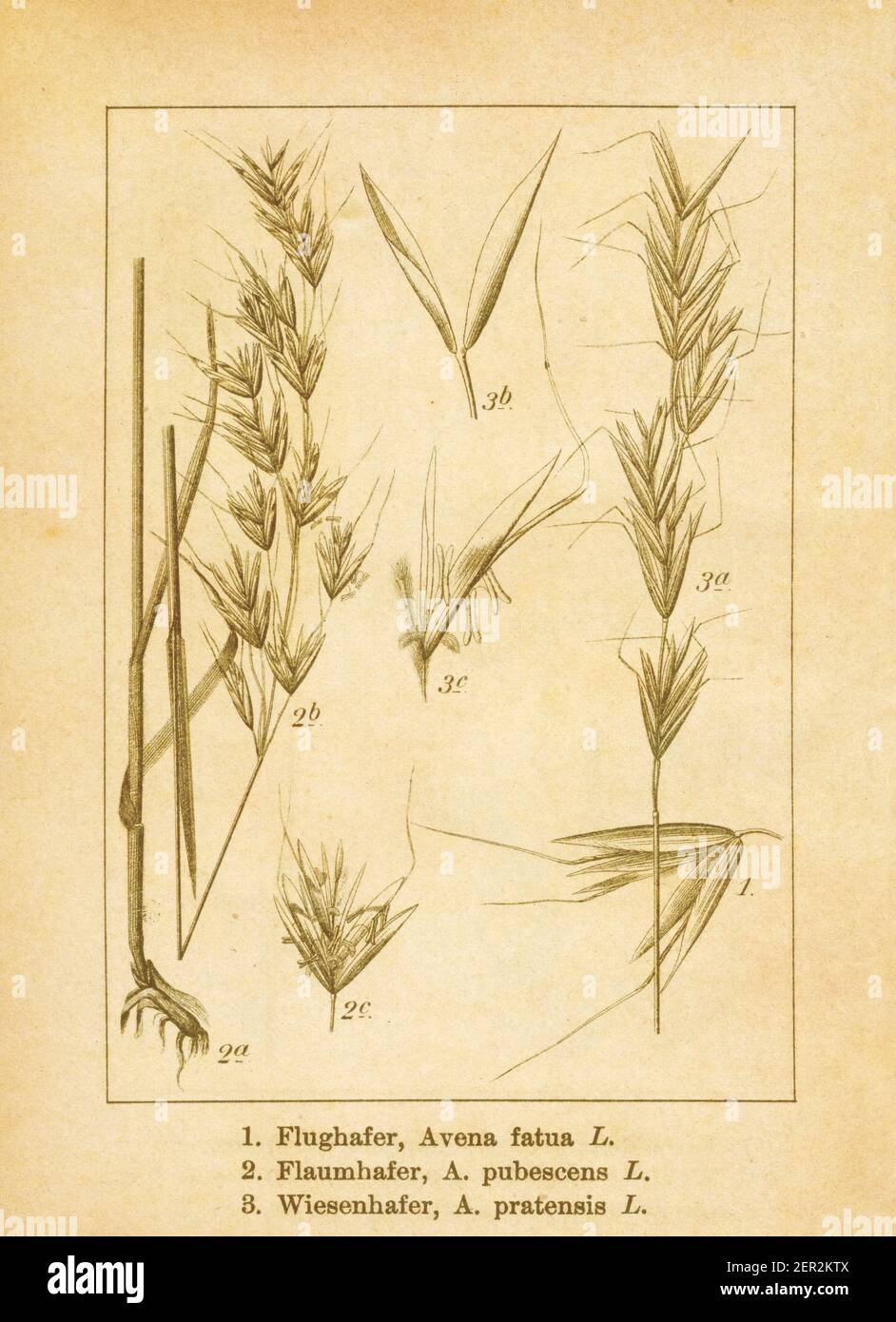 Antique illustration of an avena fatua (also known as common wild oat), avena pubescens (also known as downy oatgrass) and avena pratensis (also known Stock Photo