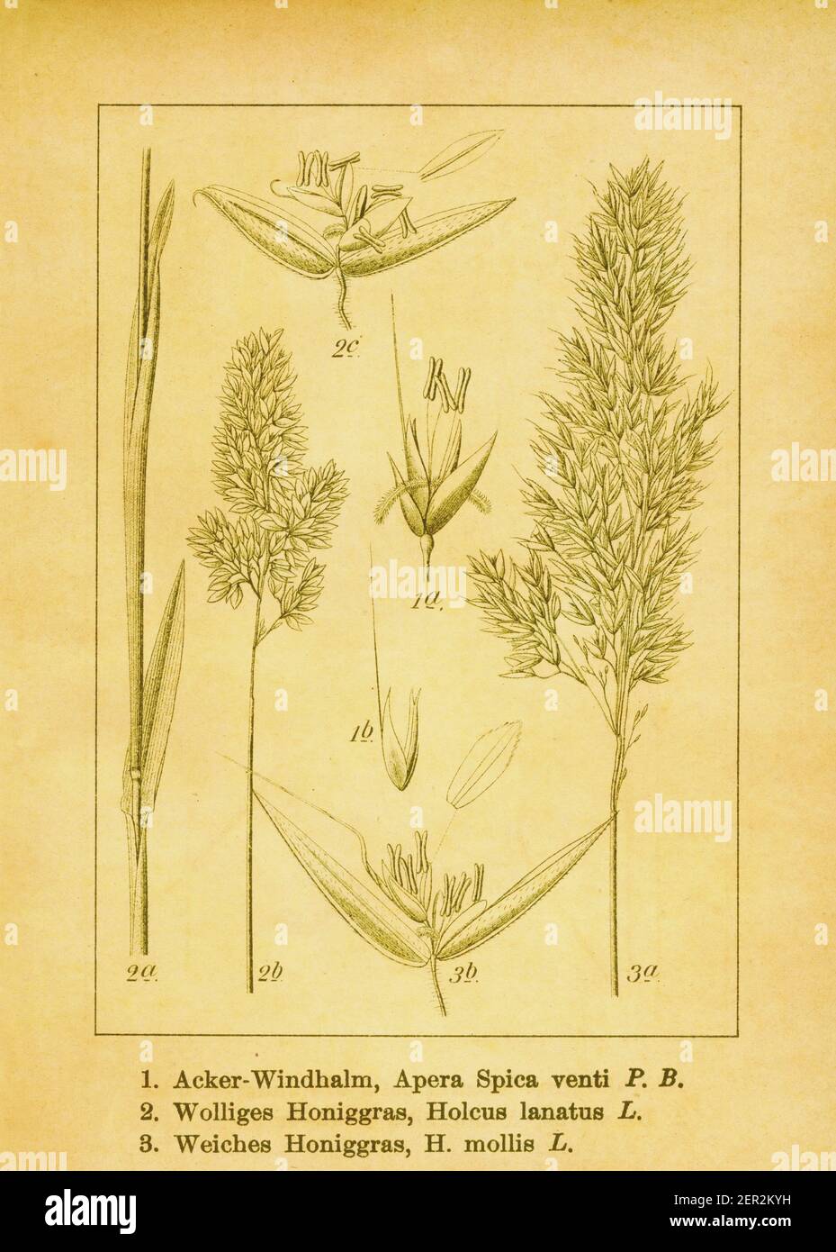 Antique 19th-century engraving of common windgrass, common velvetgrass ...