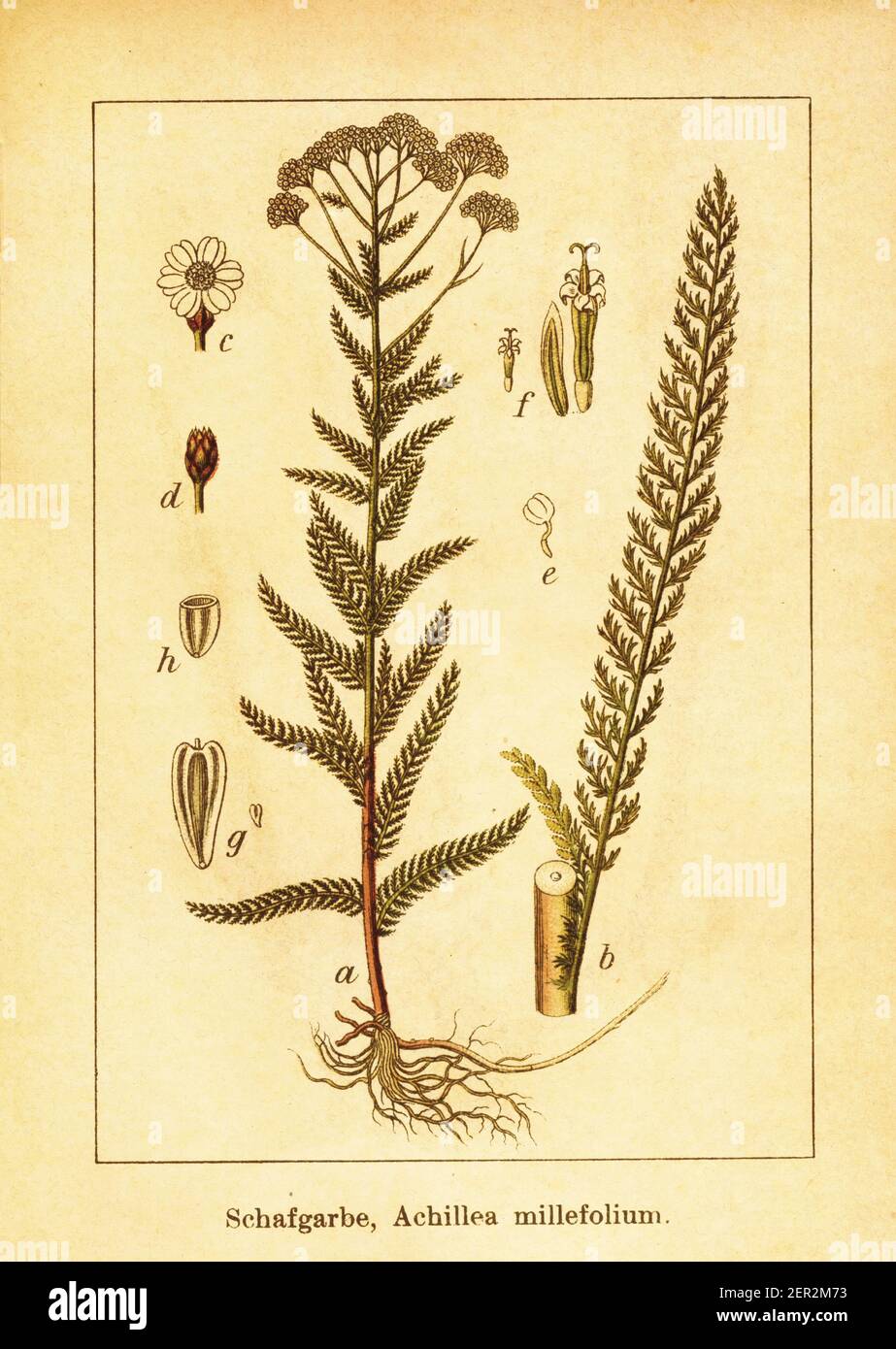 Nettle botanical illustration hires stock photography and images Alamy