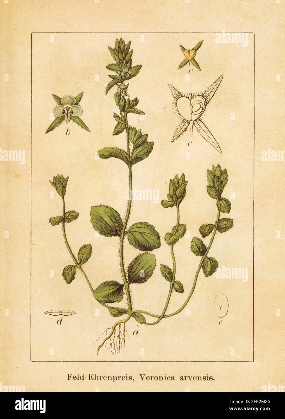 Antique illustration of a veronica arvensis, also known as corn speedwell, common speedwell, speedwell, rock speedwell or wall speedwell. Engraved by Stock Photo