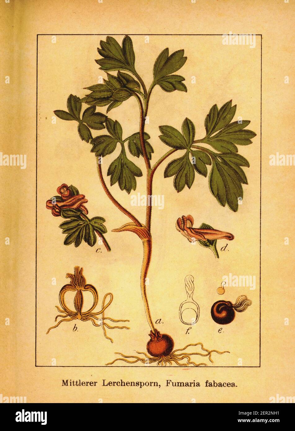 Antique engraving of Corydalis intermedia. Illustration by Jacob Sturm (1771-1848) from the book Deutschlands Flora in Abbildungen nach der Natur mit Stock Photo