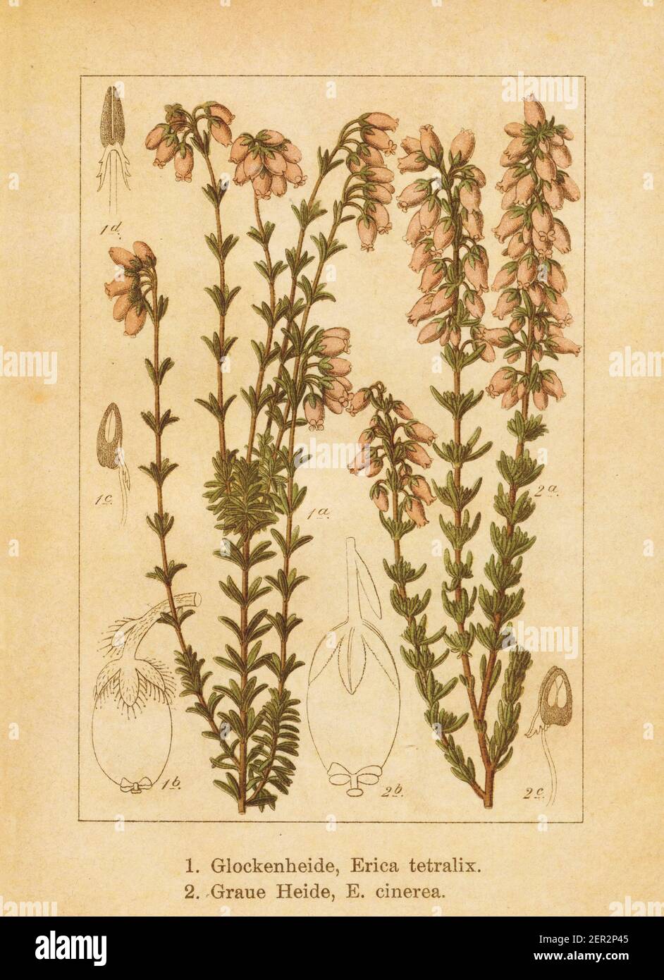 Antique illustration of an erica tetralix (also known as cross-leaved heath or crossleaf heath) and erica cinerea (also known as bell heather, heather Stock Photo