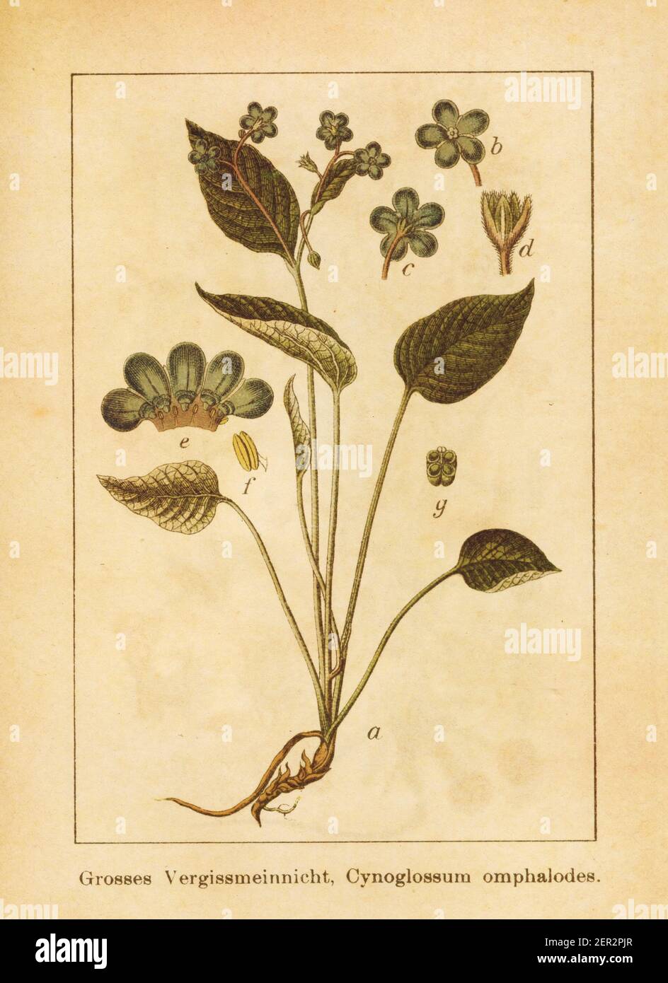 Antique illustration of a cynoglossum omphalodes. Engraved by Jacob Sturm (1771-1848) and published in the book Deutschlands Flora in Abbildungen nach Stock Photo