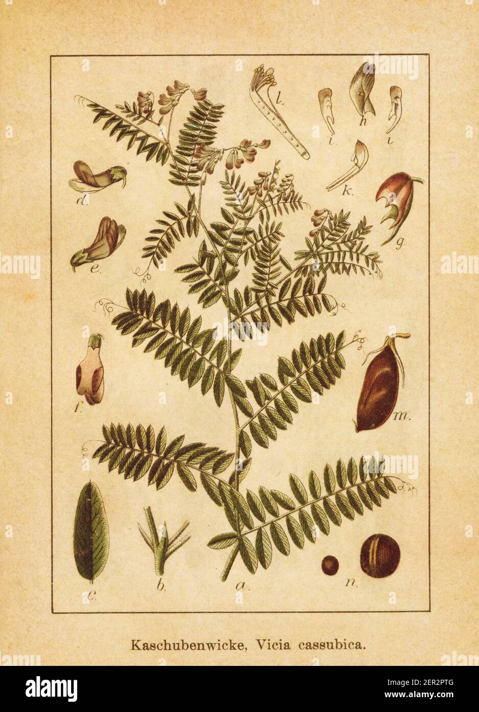 Antique illustration of a vicia cassubica, also known as danzig vetch or kashubian vetch. Engraved by Jacob Sturm (1771-1848) and published in the boo Stock Photo