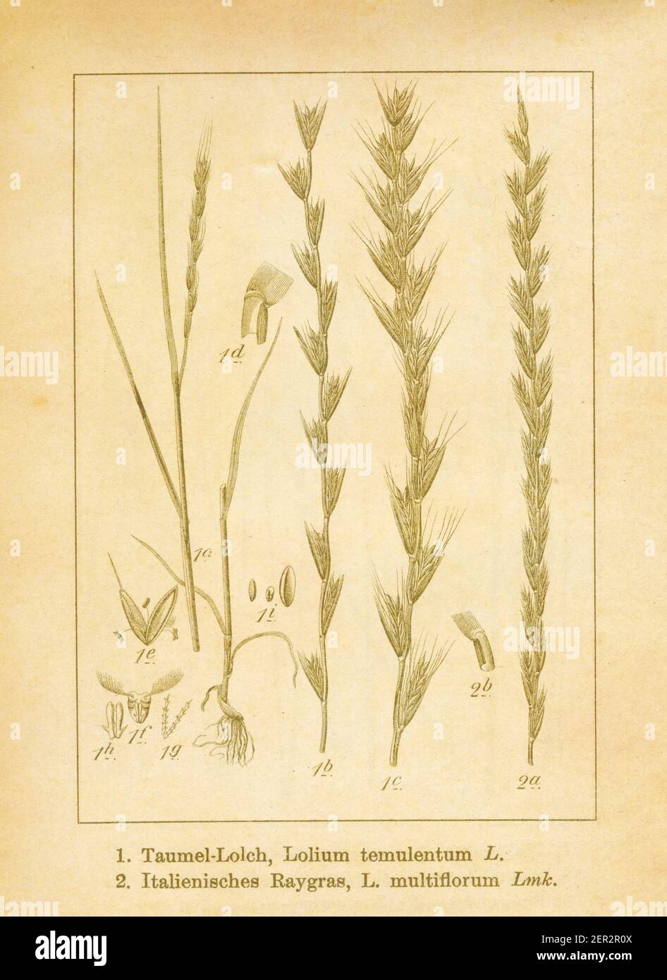 Antique illustration of lolium temulentum (also known as darnel ryegrass, darnel or cockle) and lolium multiflorum (also known as Italian ryegrass, an Stock Photo