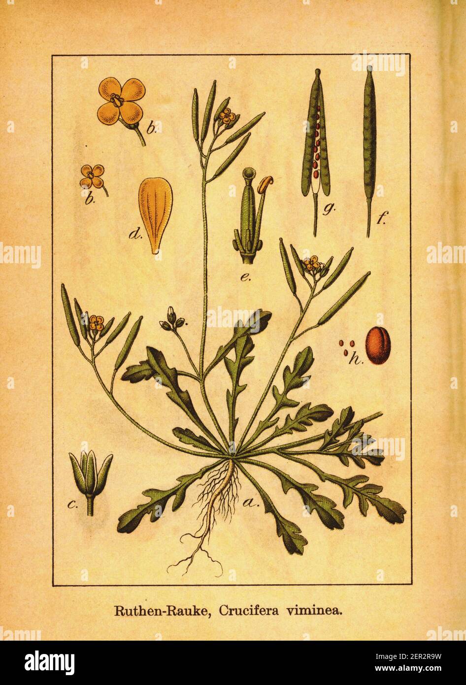 Antique 19th-century illustration of Diplotaxis viminea. Engraving by Jacob Sturm (1771-1848) from the book Deutschlands Flora in Abbildungen nach der Stock Photo