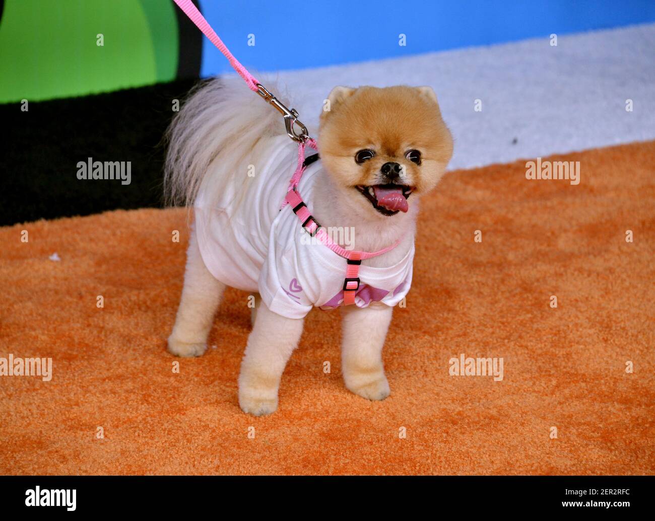 Jiffpom walking on the red carpet during the 2018 Nickelodeon Kids ...