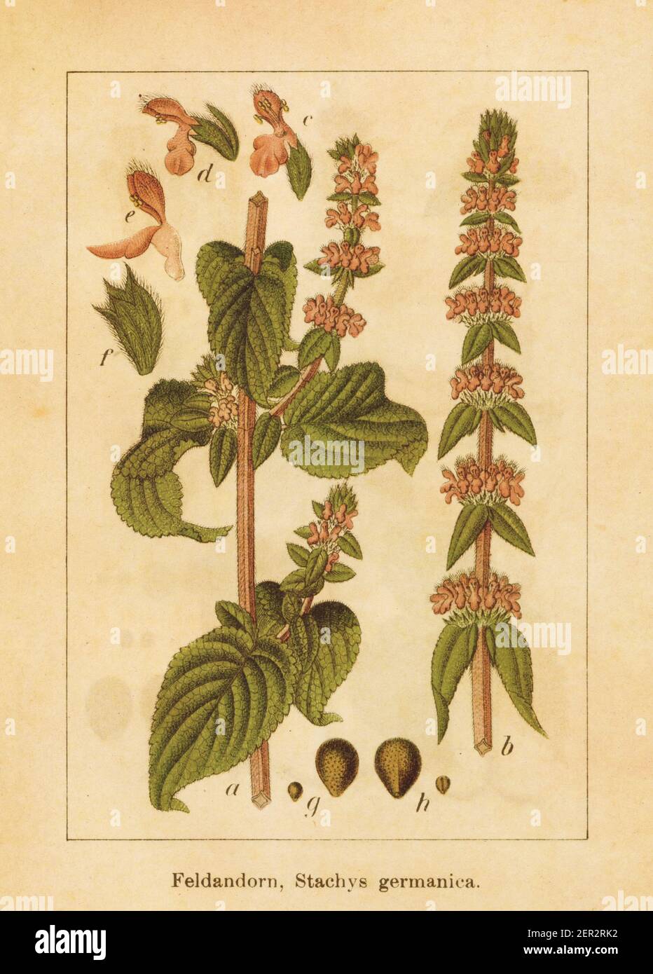Antique illustration of a stachys germanica, also known as downy woundwort or German hedgenettle. Engraved by Jacob Sturm (1771-1848) and published in Stock Photo