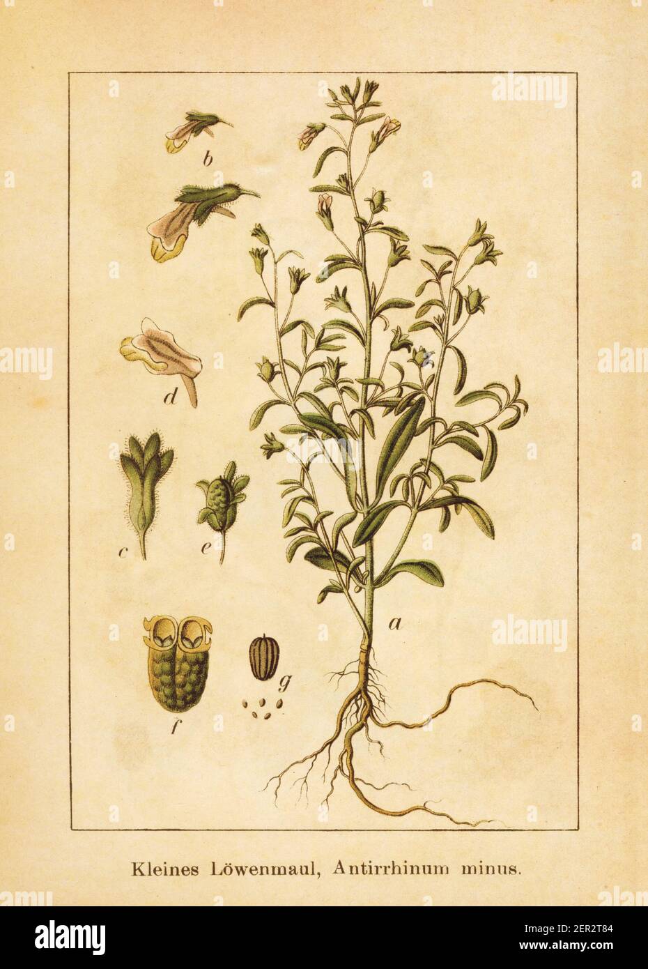 Antique illustration of an antirrhinum minus, also known as chaenorhinum minus or dwarf snapdragon. Engraved by Jacob Sturm (1771-1848) and published Stock Photo