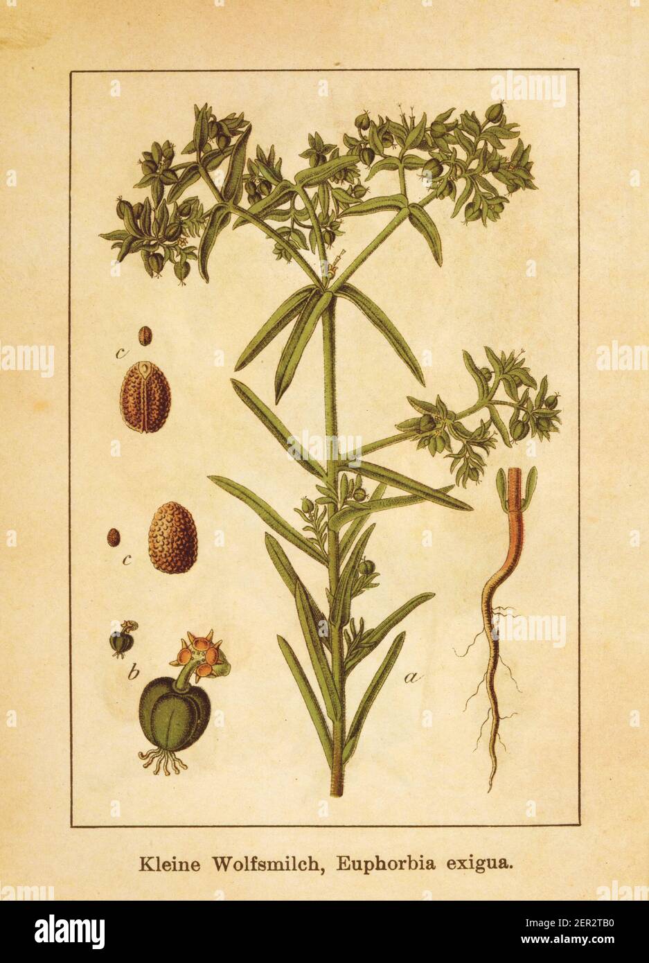 Antique illustration of an euphorbia exigua, also known as dwarf spurge. Engraved by Jacob Sturm (1771-1848) and published in the book Deutschlands Fl Stock Photo